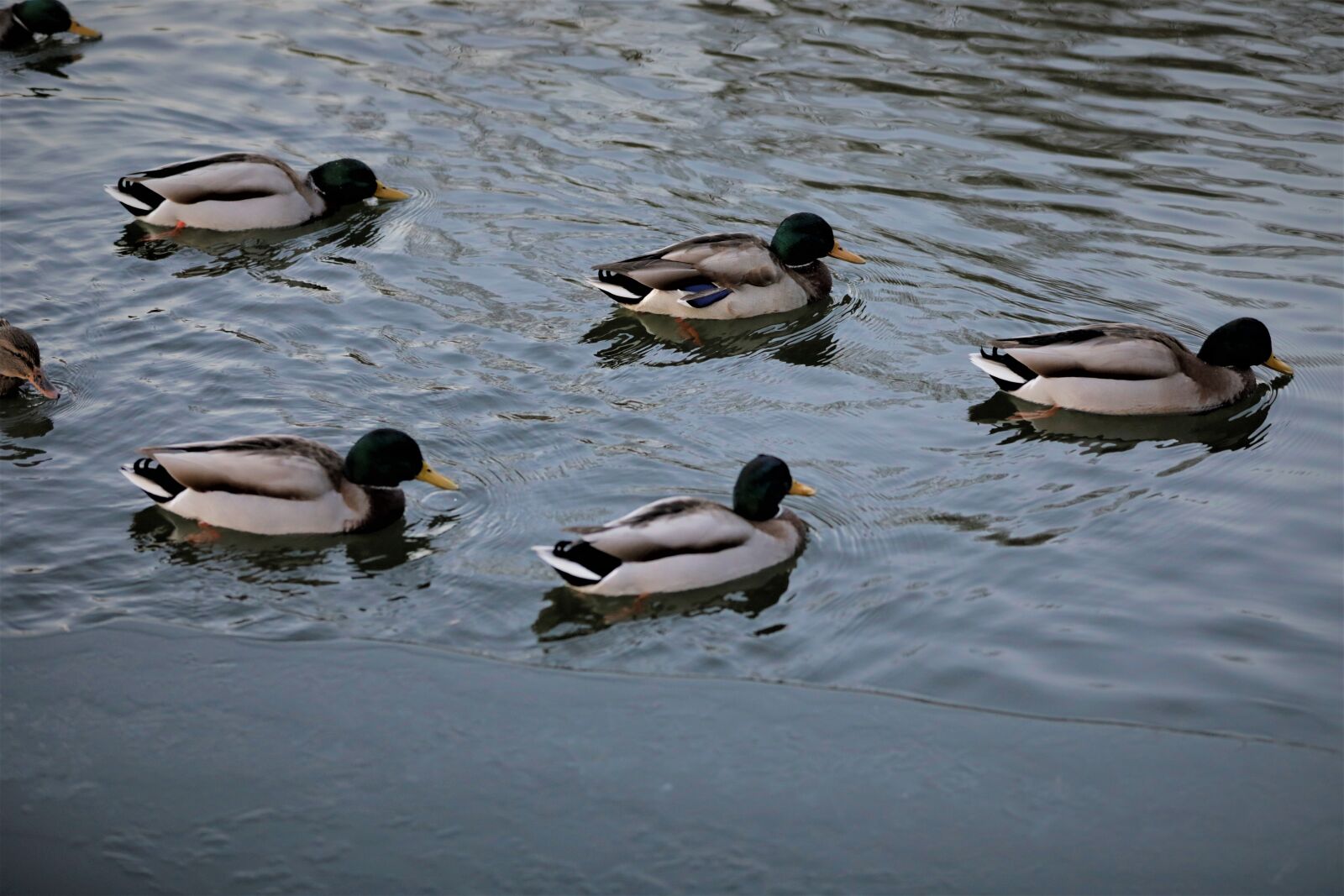 Canon EOS 5D Mark IV sample photo. Duck, lagoon, water photography