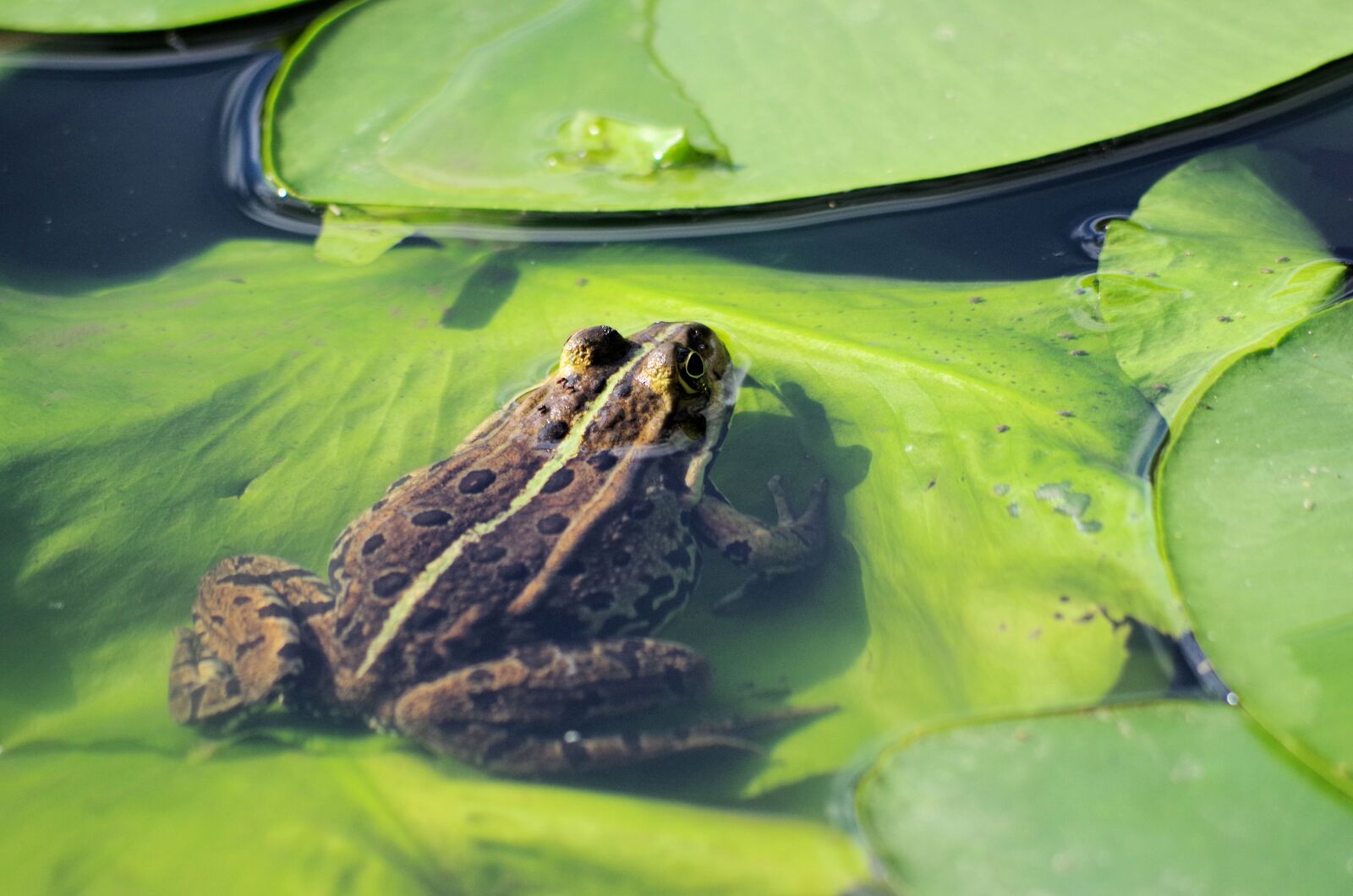 Pentax K-50 sample photo. Frog, pond, animal photography