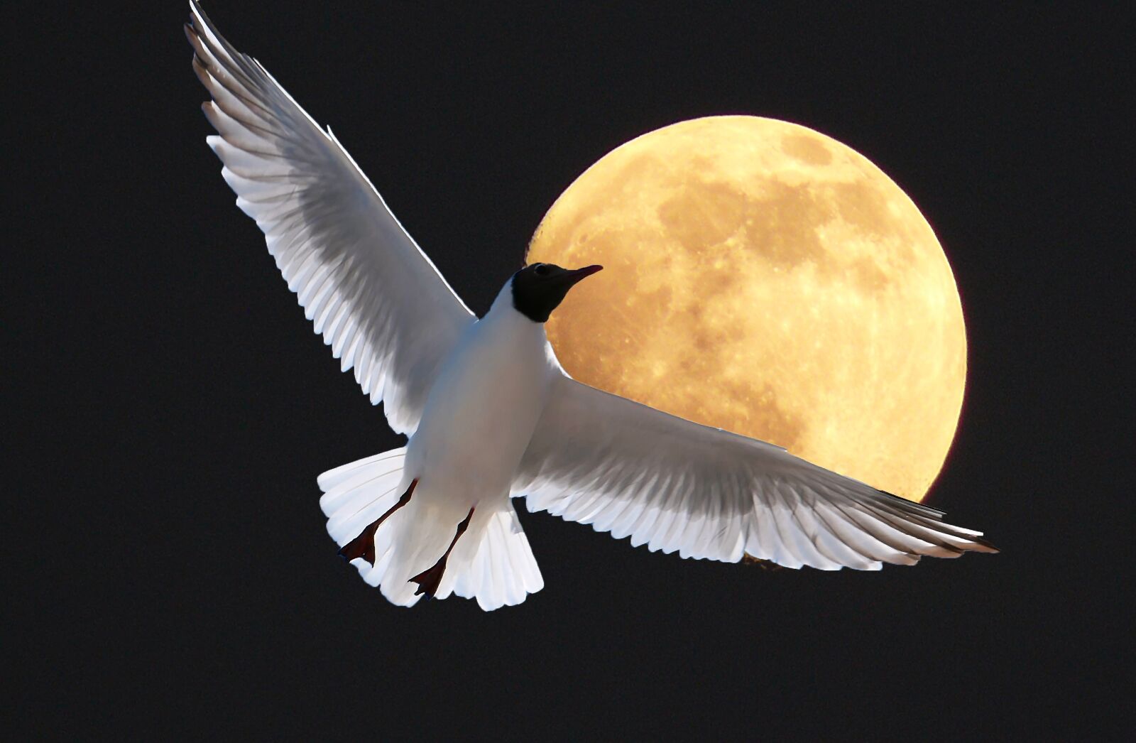Panasonic Lumix DMC-LX10 (Lumix DMC-LX15) sample photo. Gull, poultry, flying photography