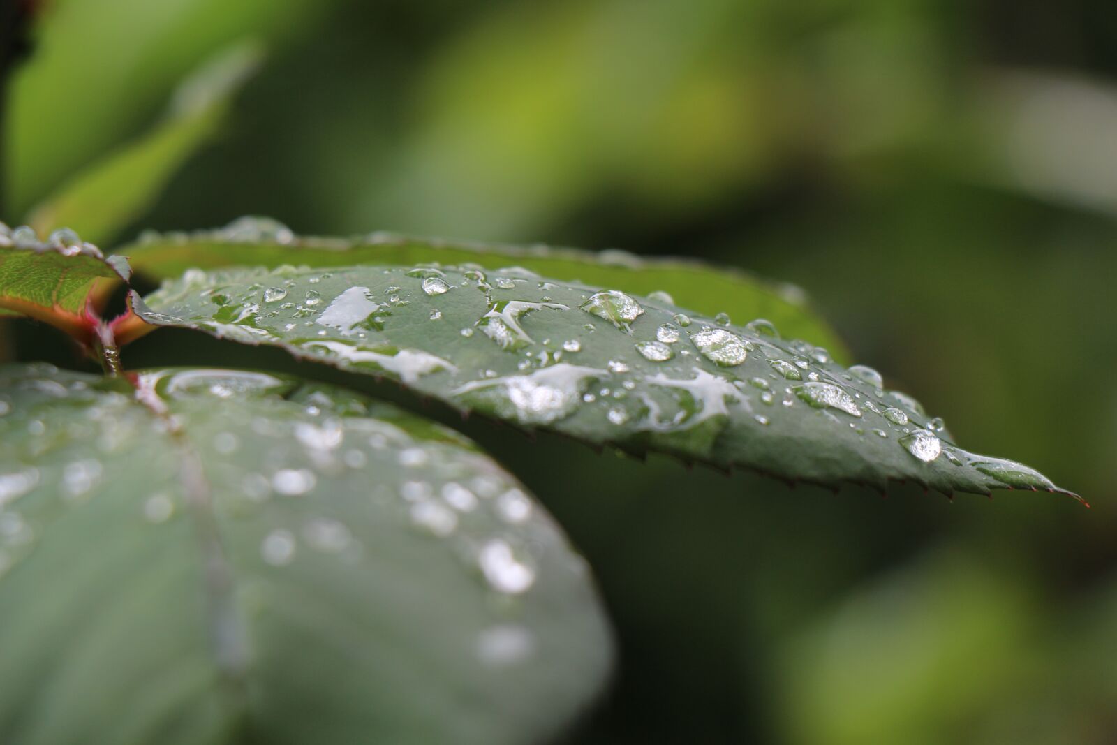 Canon EOS 700D (EOS Rebel T5i / EOS Kiss X7i) sample photo. Foliage, water droplets, raindrop photography