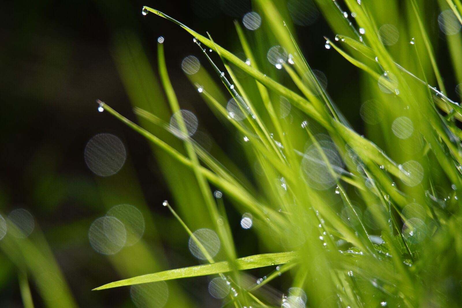 Sony a6000 + Tamron SP 150-600mm F5-6.3 Di VC USD sample photo. Grass, green, drops photography