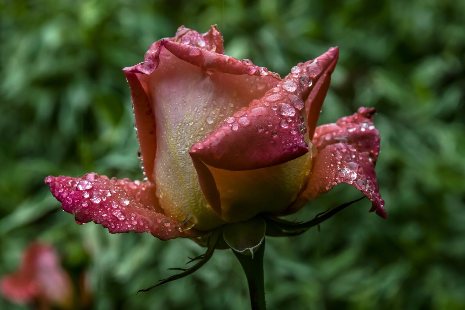 Nikon D3300 sample photo. Flower, nature, garden photography