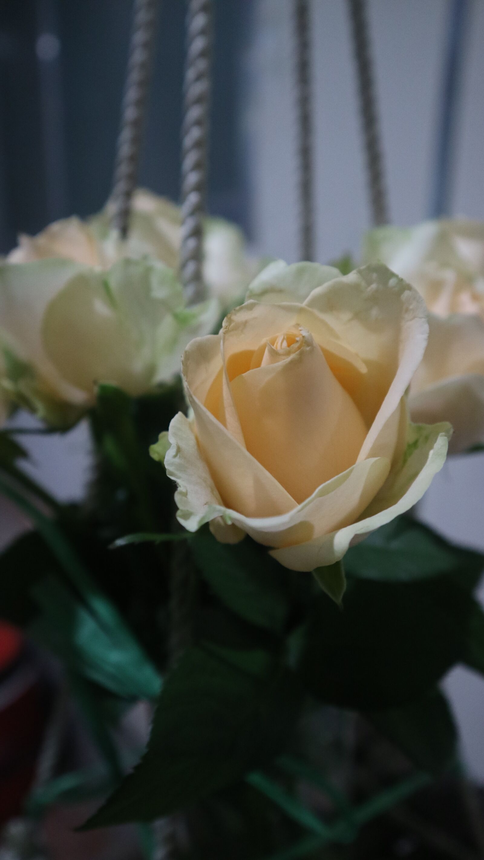 Canon EOS M3 + Canon EF-M 15-45mm F3.5-6.3 IS STM sample photo. Rose, love, flower photography