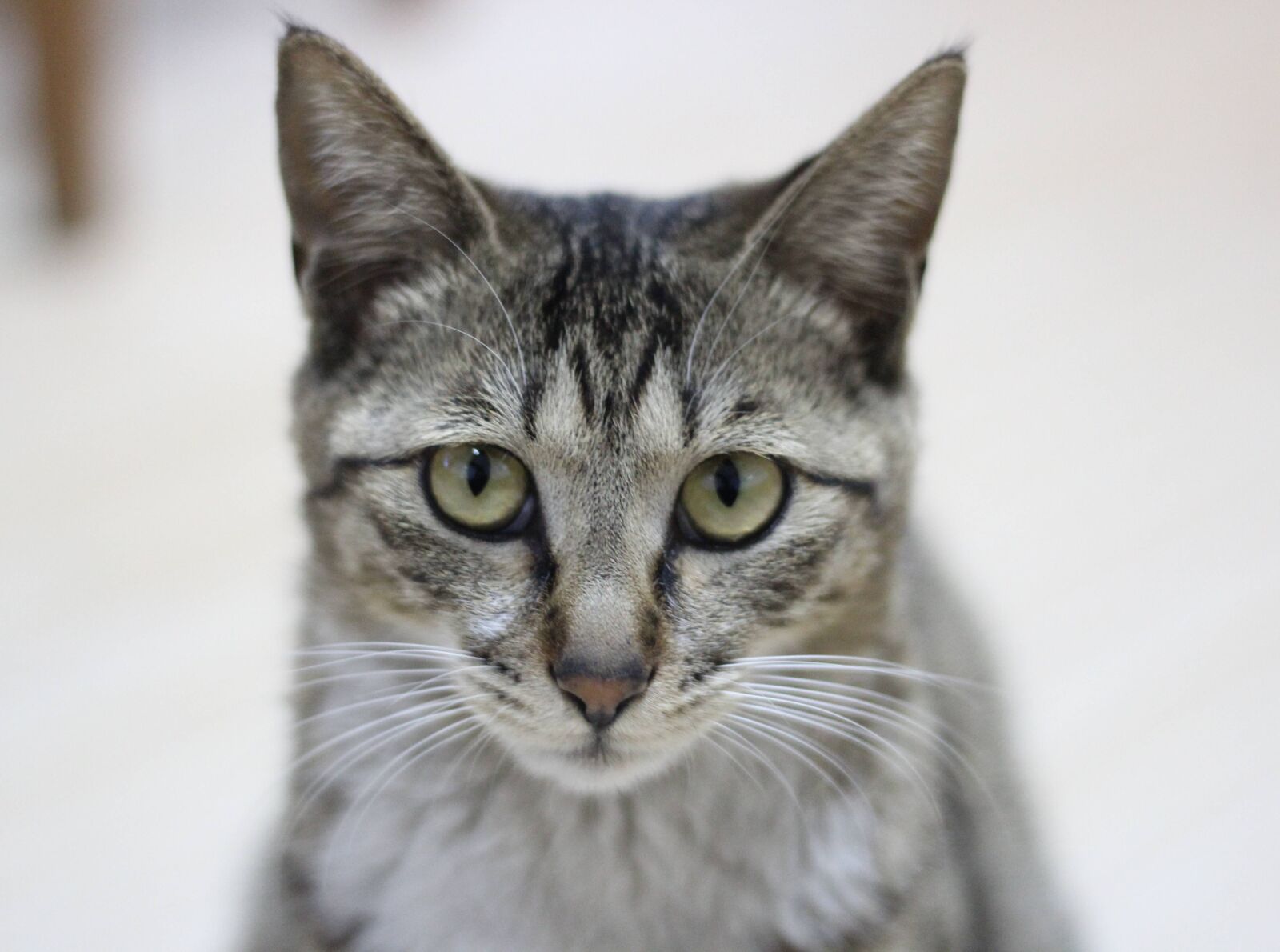 Canon EOS 600D (Rebel EOS T3i / EOS Kiss X5) + Canon EF 50mm F1.8 STM sample photo. Cat, raccoon cat, animal photography