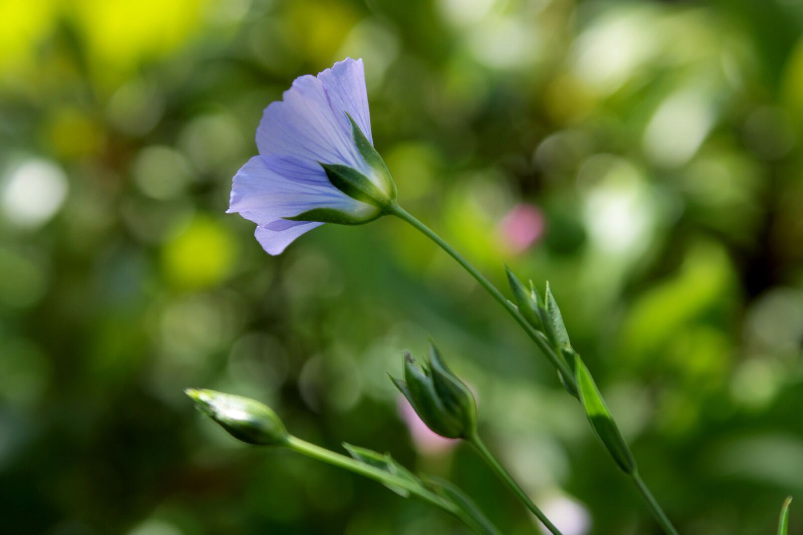 Canon EOS 2000D (EOS Rebel T7 / EOS Kiss X90 / EOS 1500D) sample photo. Flower, violet plant, garden photography