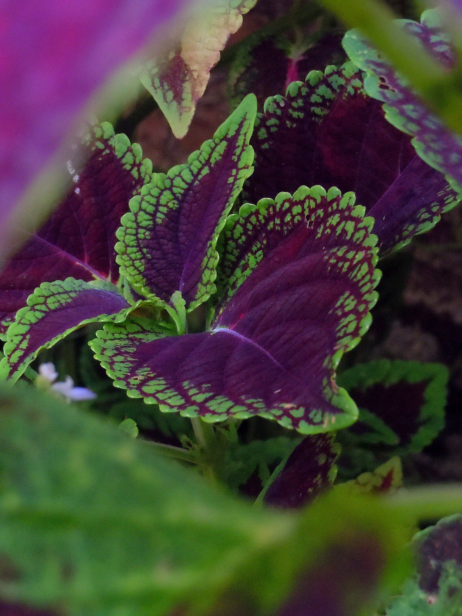 Nikon Coolpix S6000 sample photo