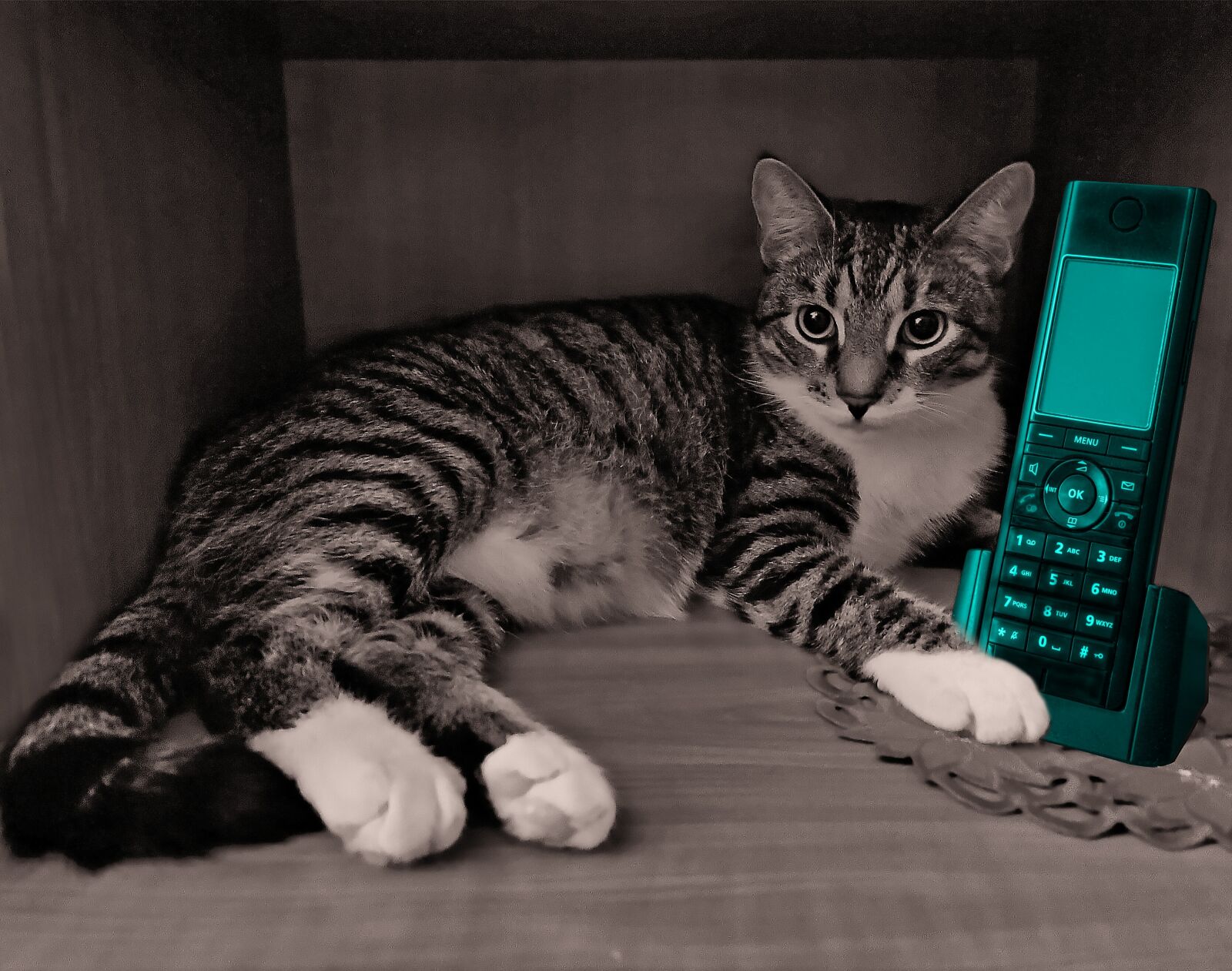 HUAWEI VOG-L29 sample photo. Cat, phone, hdr photography