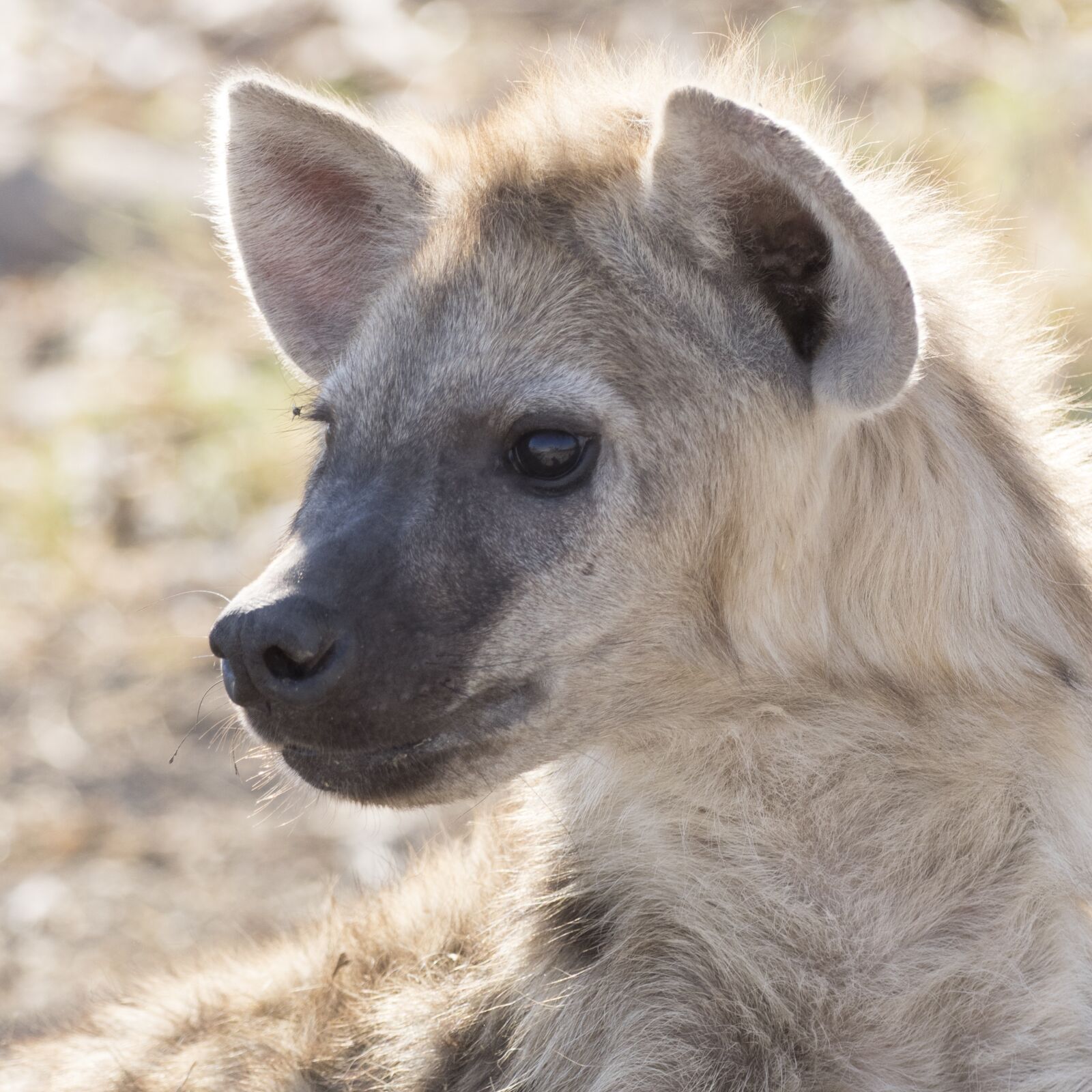 OLYMPUS M.300mm F4.0 sample photo. Hyena, hyenas baby, safari photography