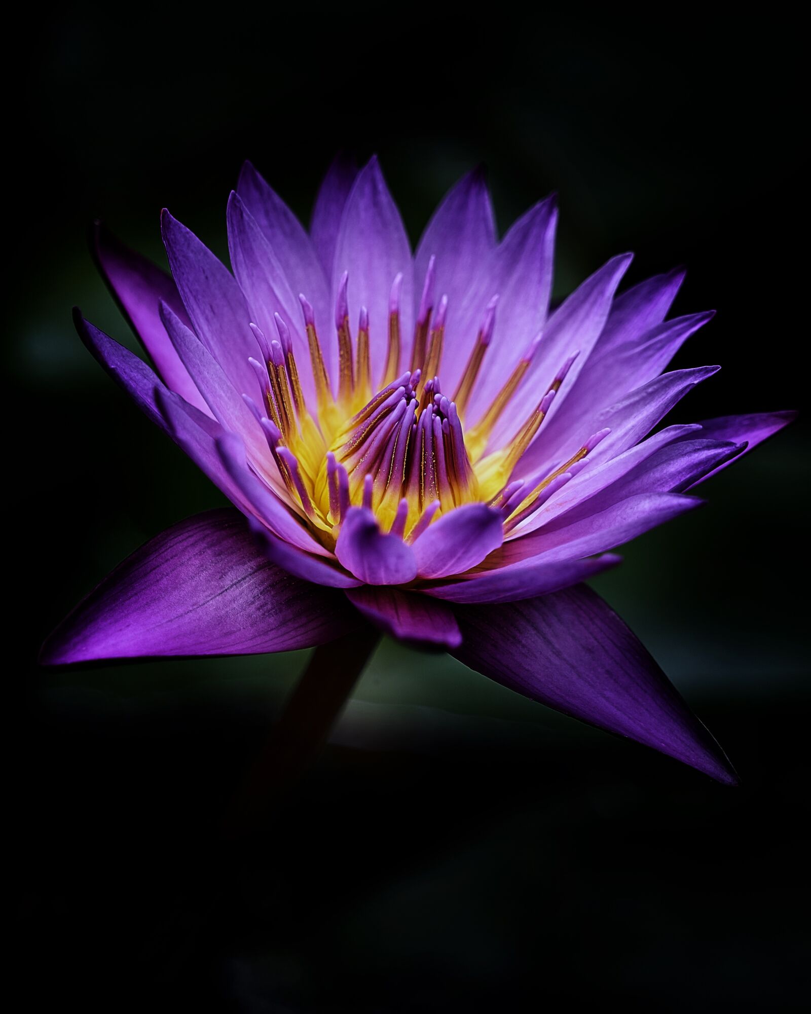 Sony a7R III sample photo. Lotus, flowers, purple photography
