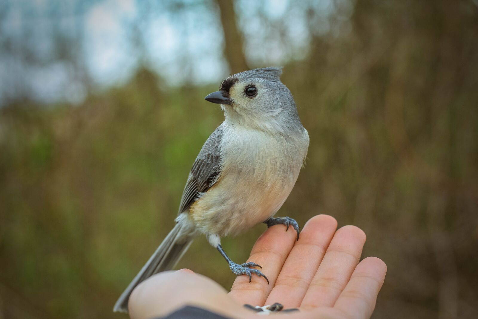 Canon EOS 1200D (EOS Rebel T5 / EOS Kiss X70 / EOS Hi) sample photo. Bird, bird on hand photography