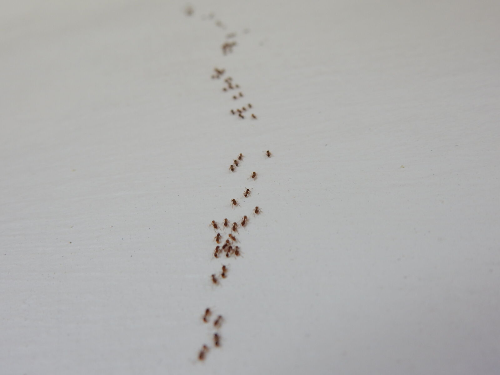 Nikon Coolpix S9900 sample photo. Ants, wall photography