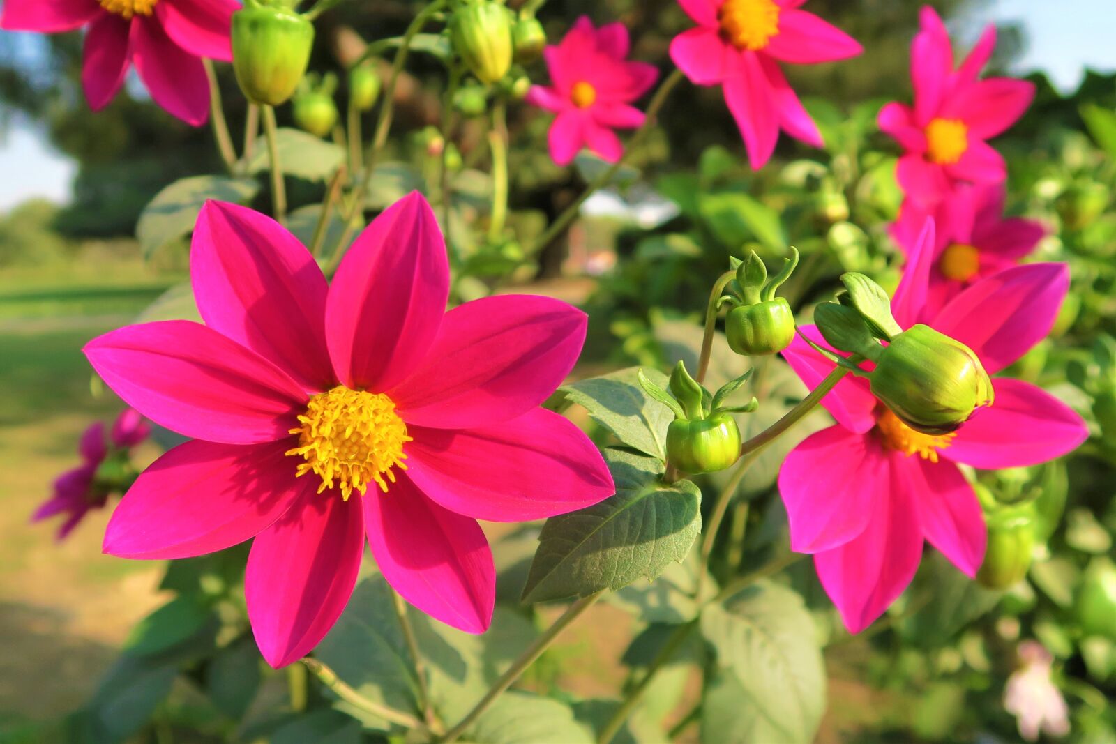 Canon PowerShot G7 X sample photo. Flower, nature, garden photography