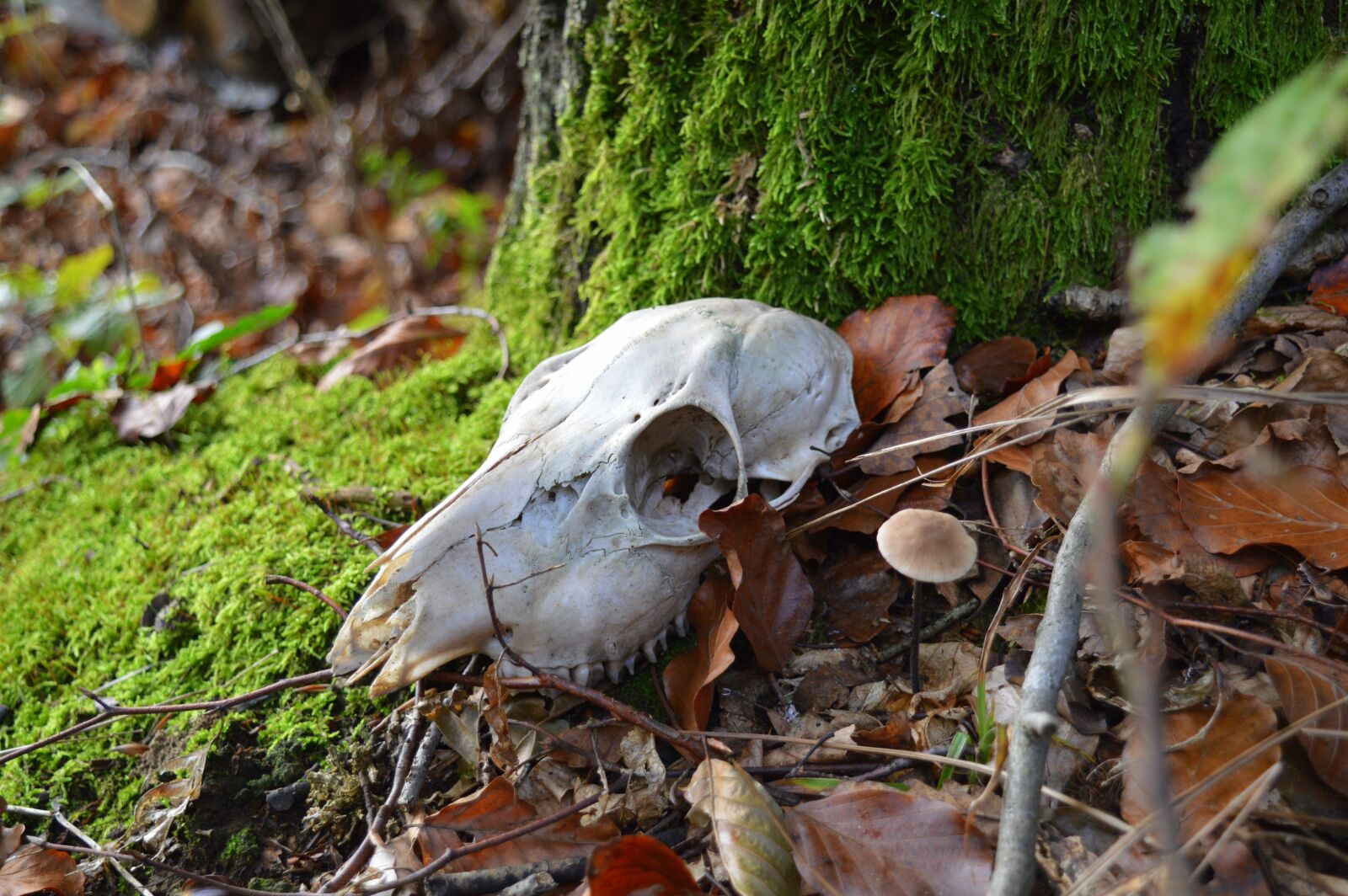 Nikon D3200 sample photo. Skeleton, animal, forest photography