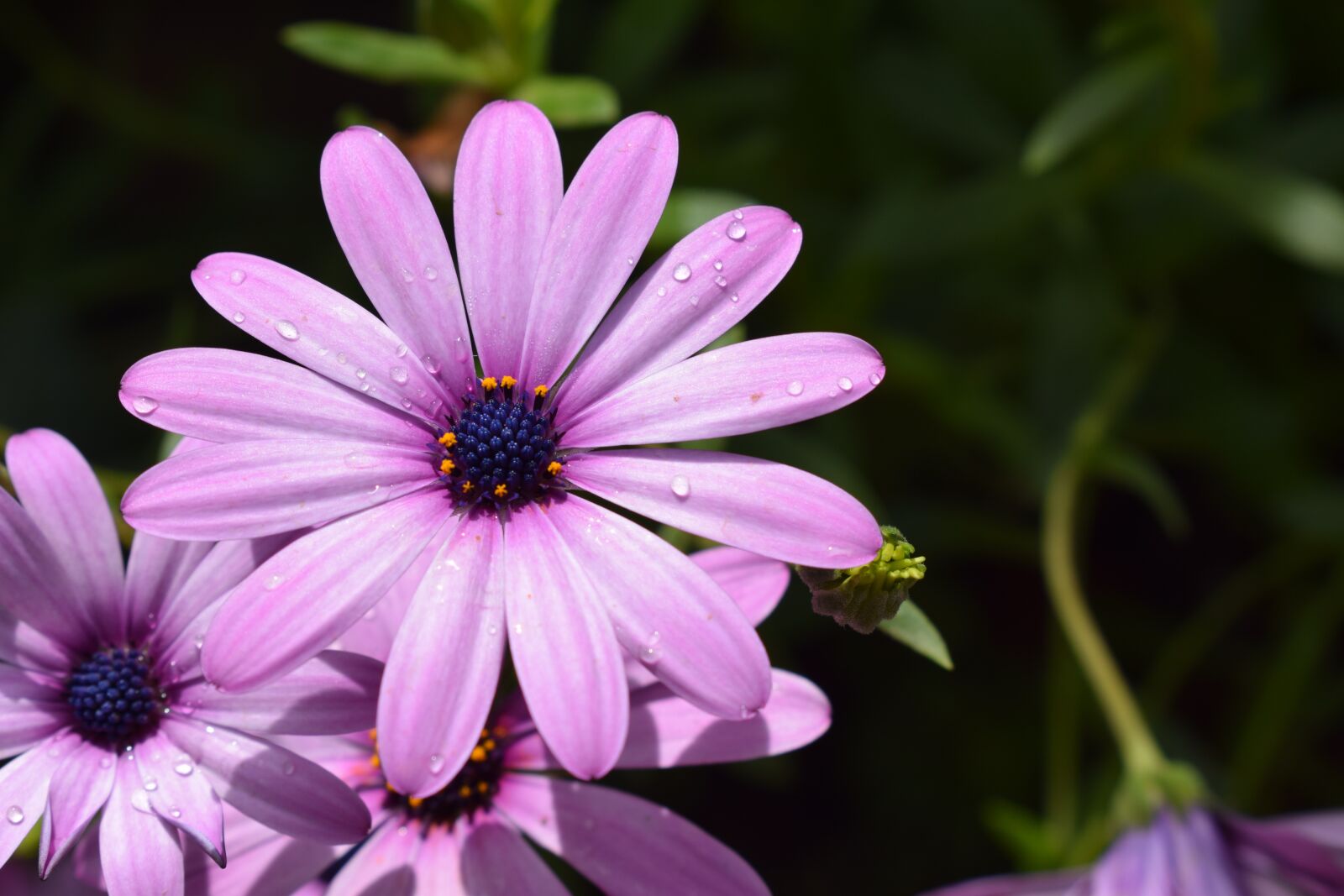 Nikon D3300 sample photo. Flower, plant, nature photography