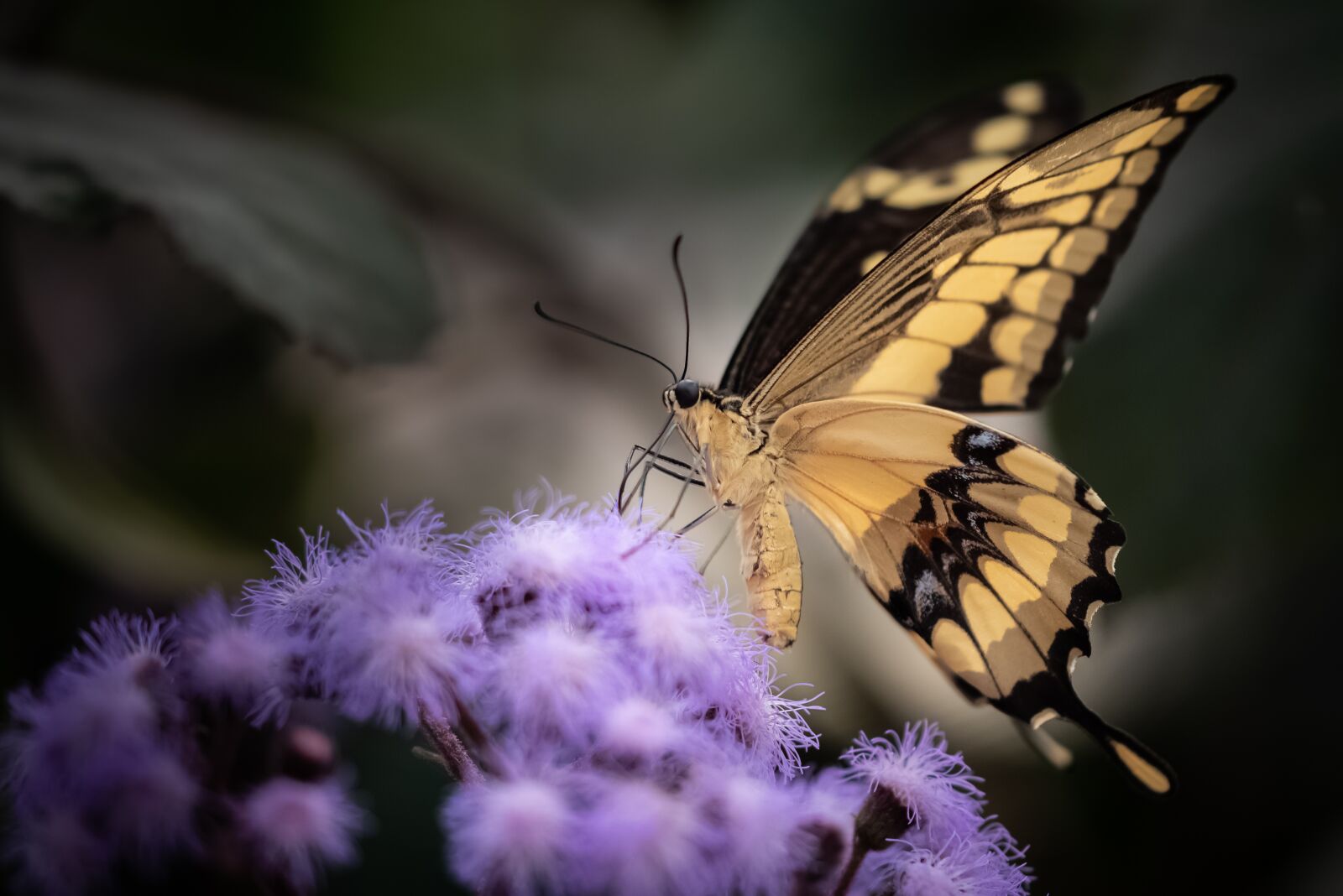 Nikon D810 sample photo. Butterfly, swallowtail, wings photography