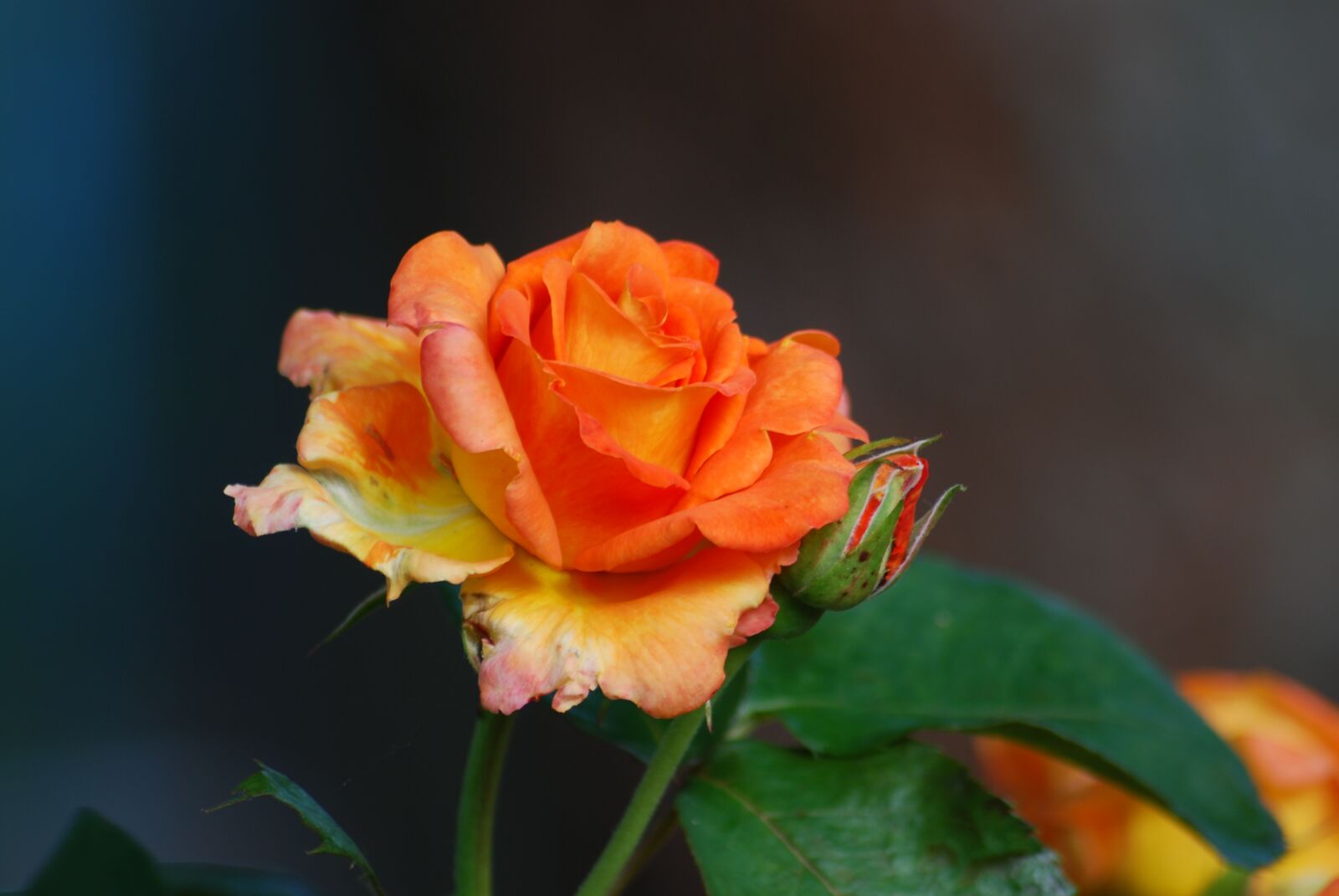 Nikon D80 sample photo. Flower, nature, leaf photography