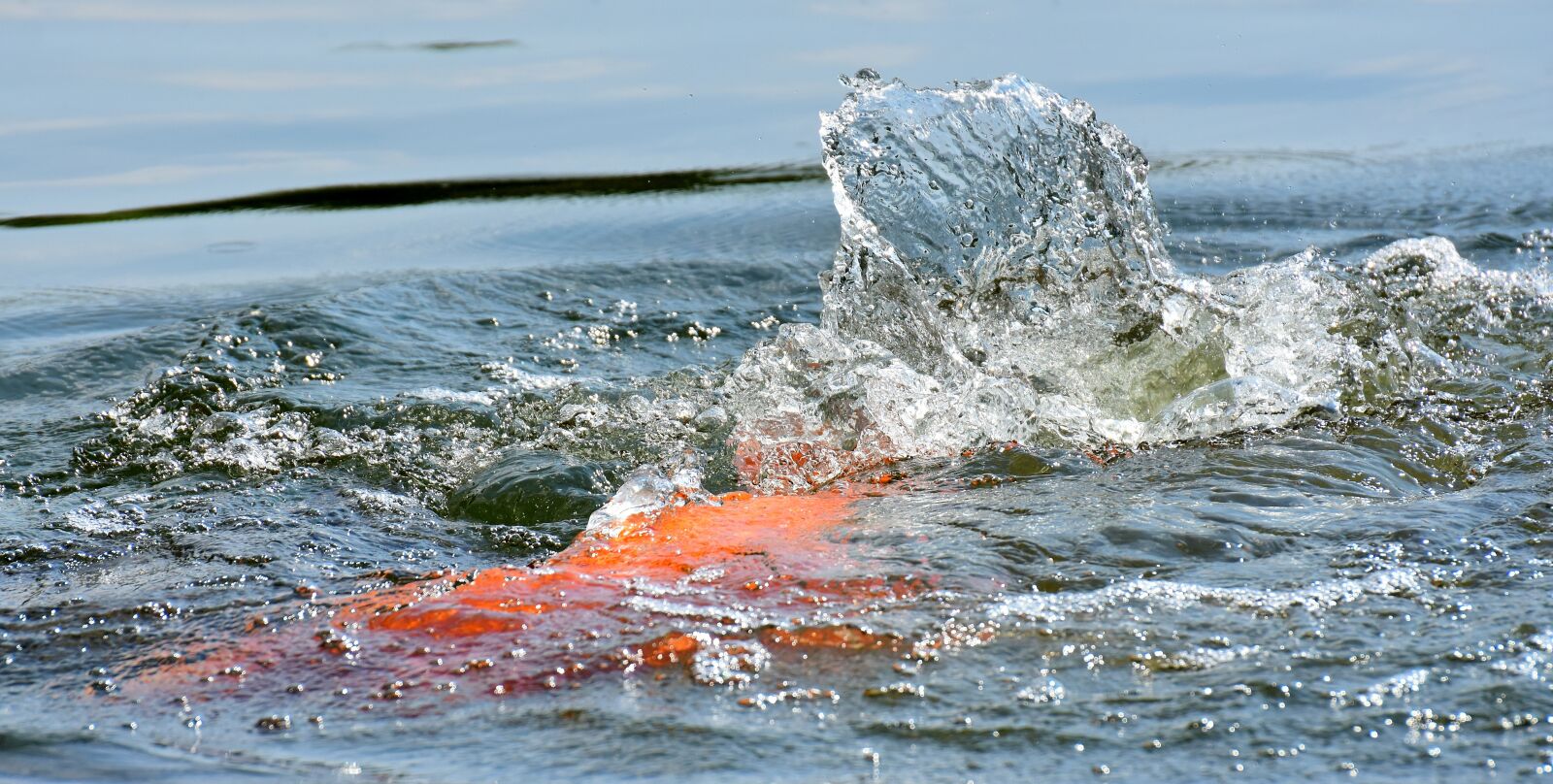 Nikon D7200 sample photo. Goldfish, huge, pond photography