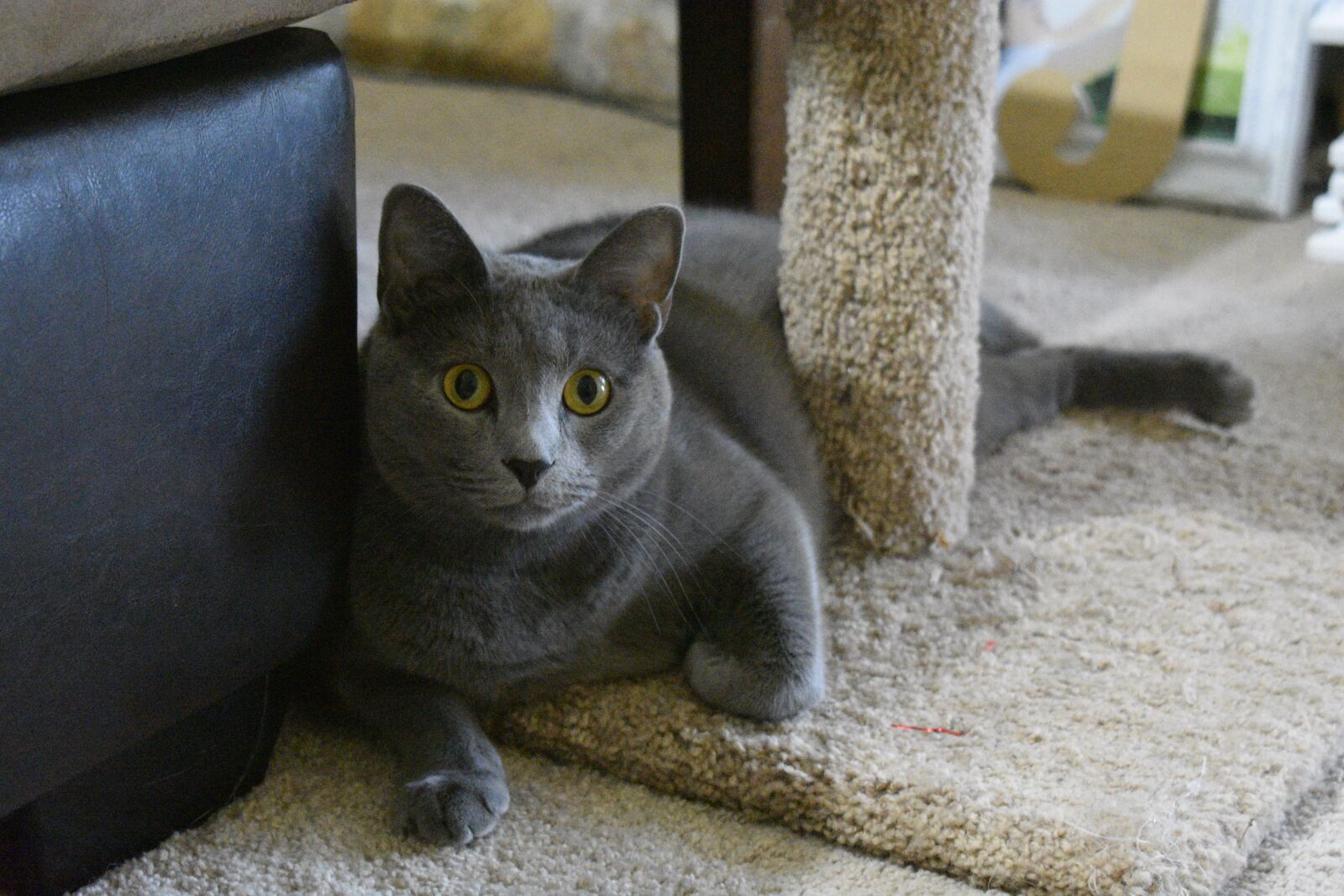 Nikon D3400 sample photo. Cat, gray cat, whiskers photography