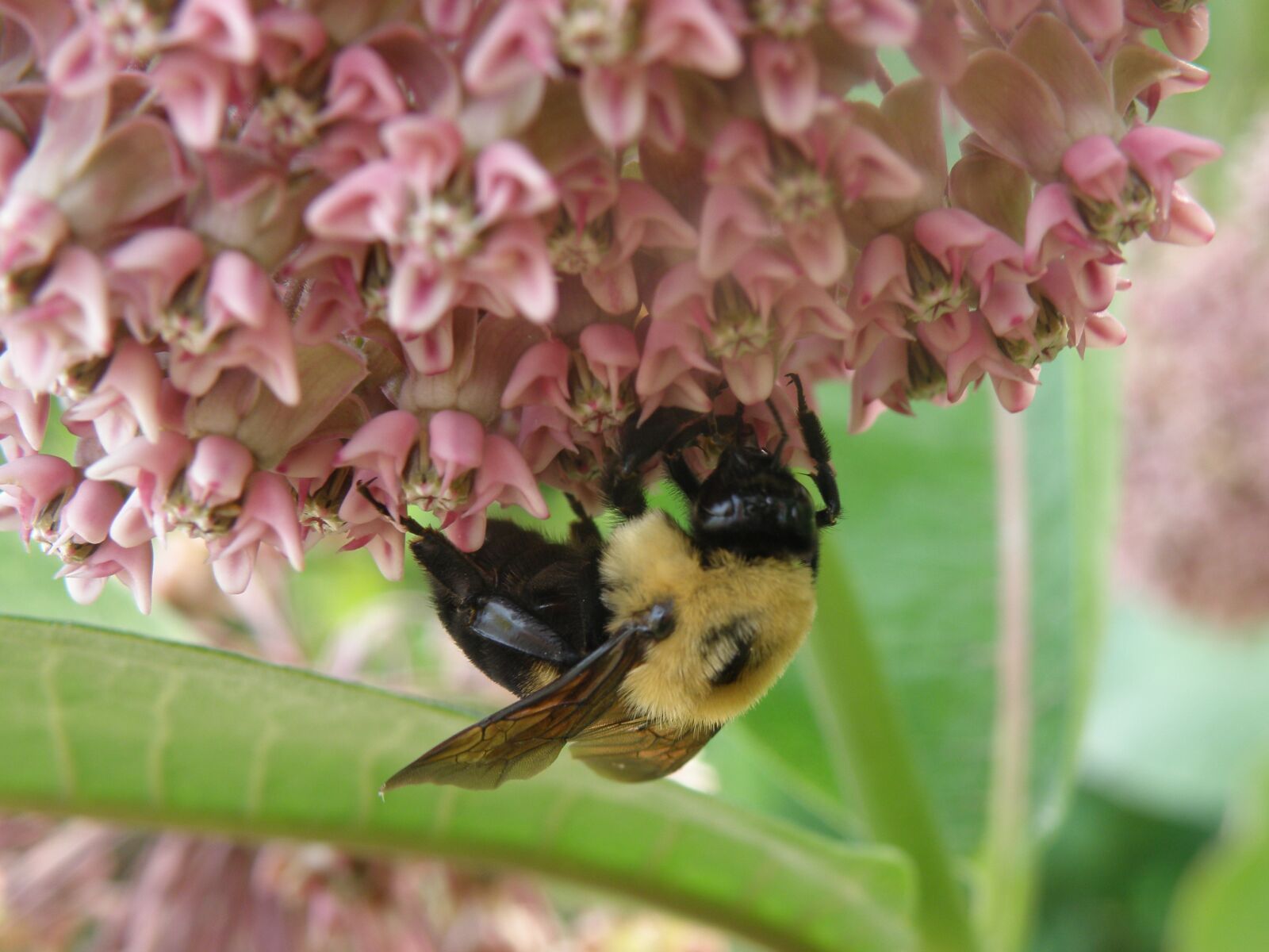 Olympus SP-565UZ sample photo. Bee, pink, flower photography