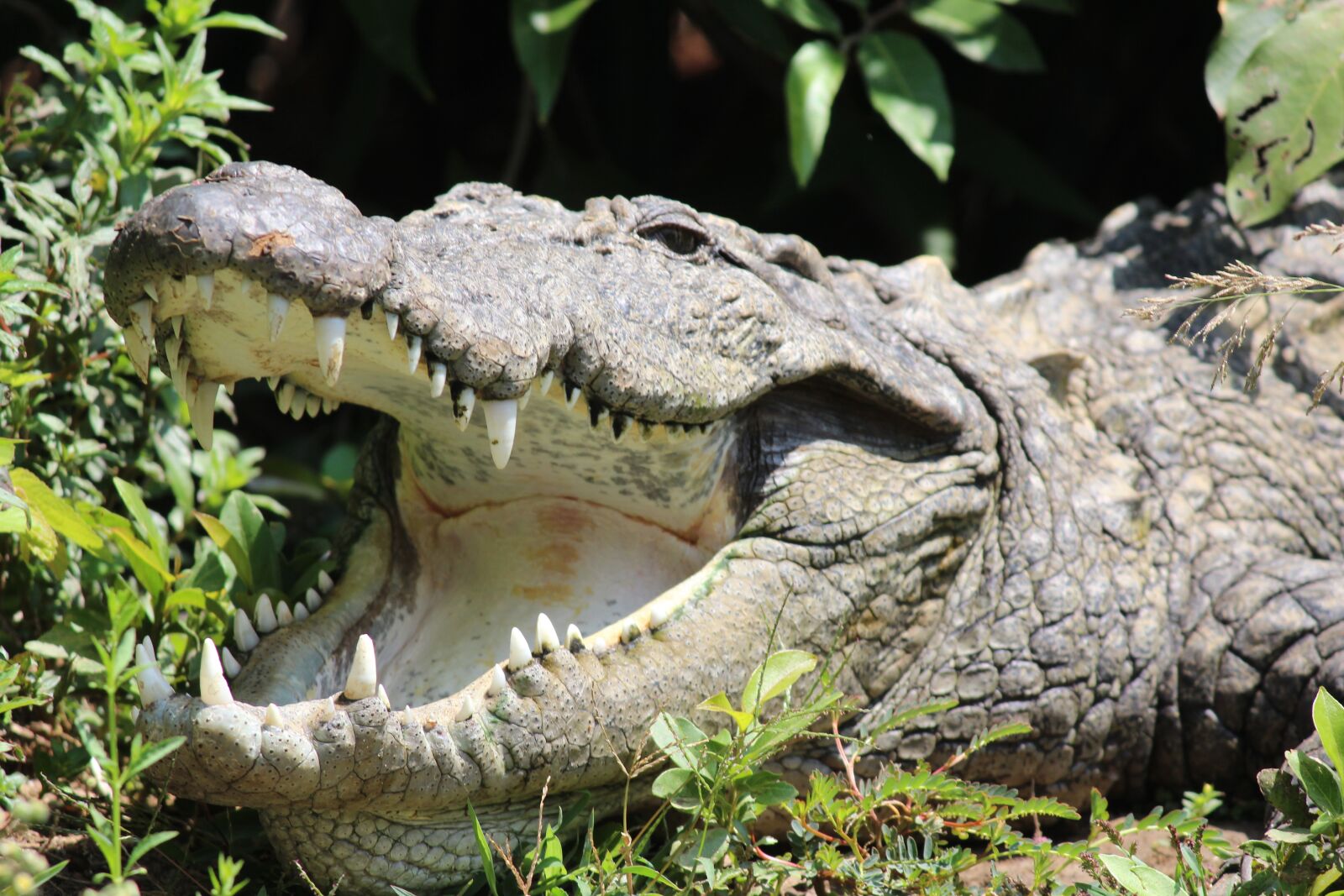 Canon EOS 1200D (EOS Rebel T5 / EOS Kiss X70 / EOS Hi) sample photo. Crocodile, eat, wildlife photography