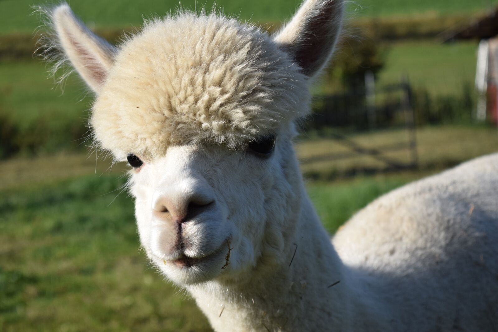 Nikon D3300 sample photo. Alpaca, head, animal photography