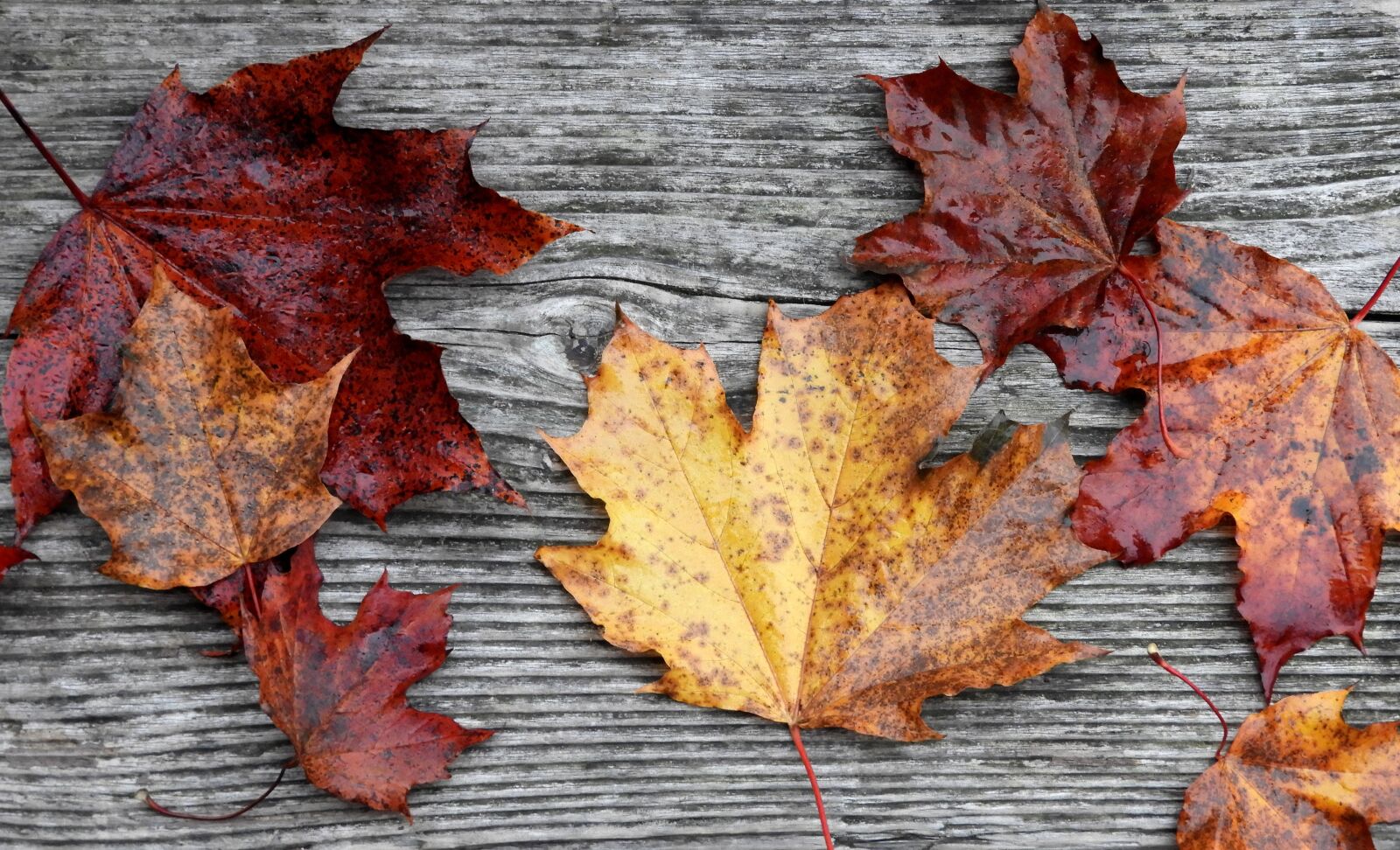 Nikon Coolpix B700 sample photo. Leaves, fall, rustic photography