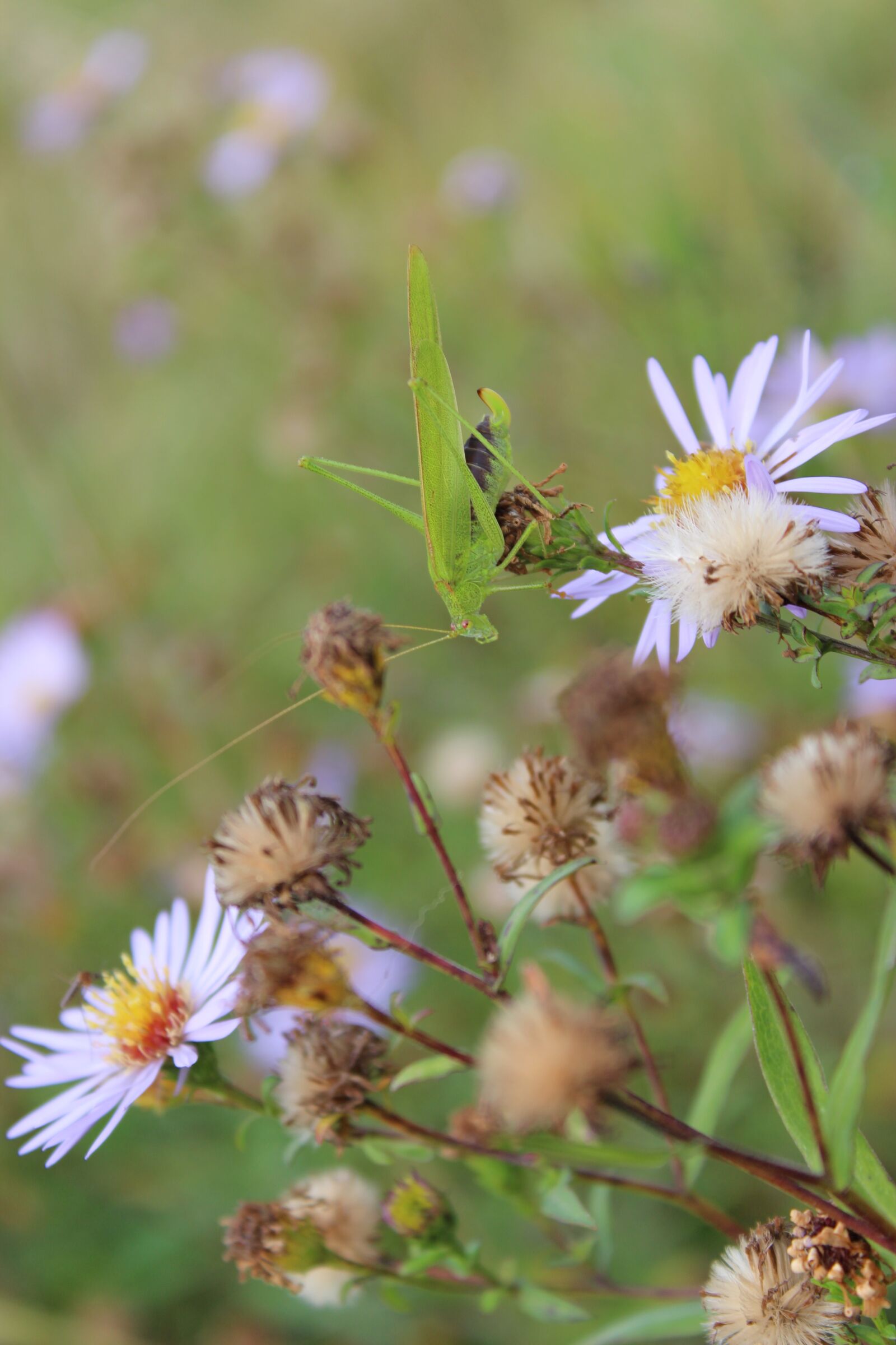 Canon EOS 100D (EOS Rebel SL1 / EOS Kiss X7) sample photo. Autumn, plants, nature photography