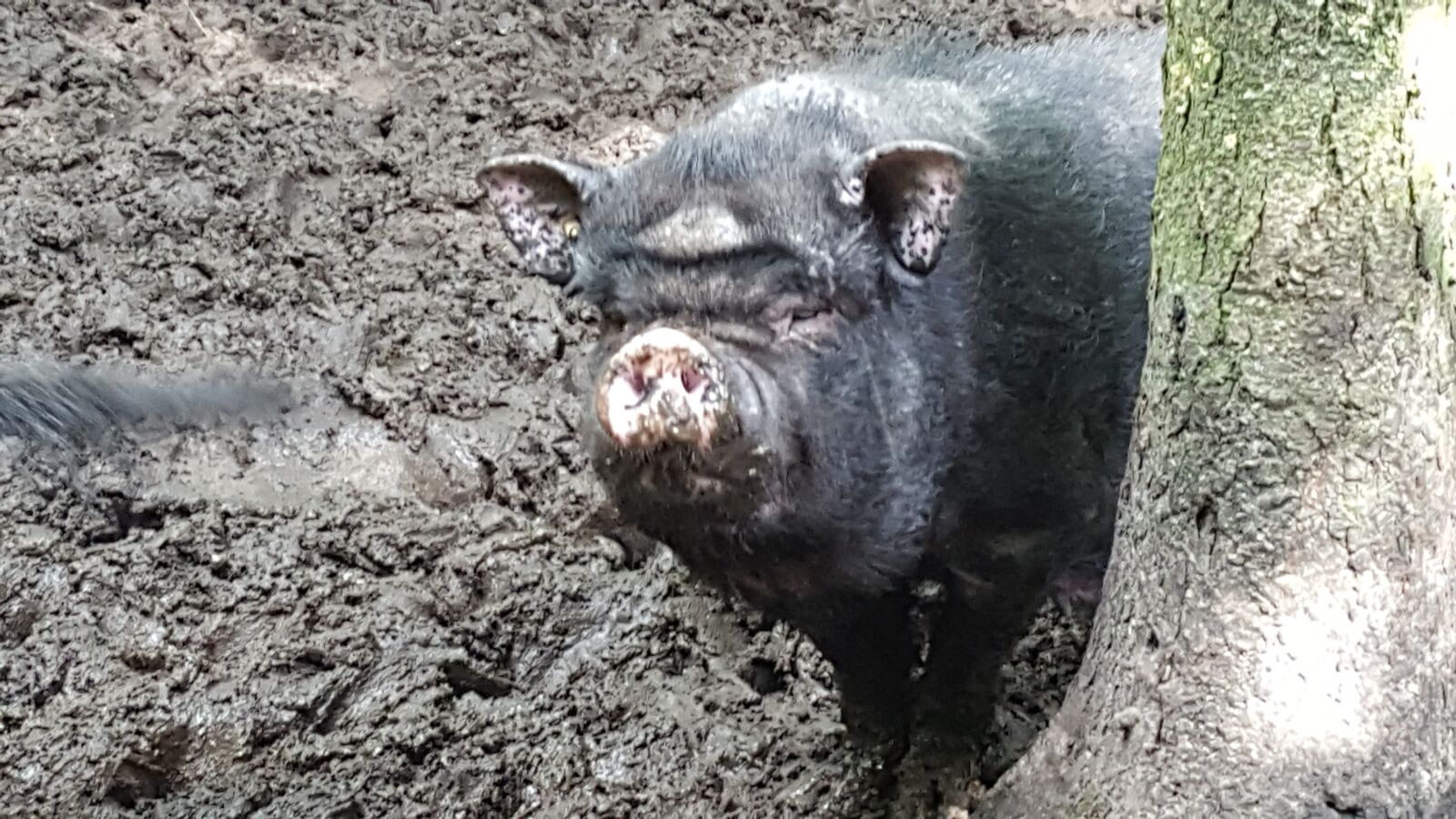 Samsung Galaxy S6 sample photo. Pig, hängebauchschwein, animal photography