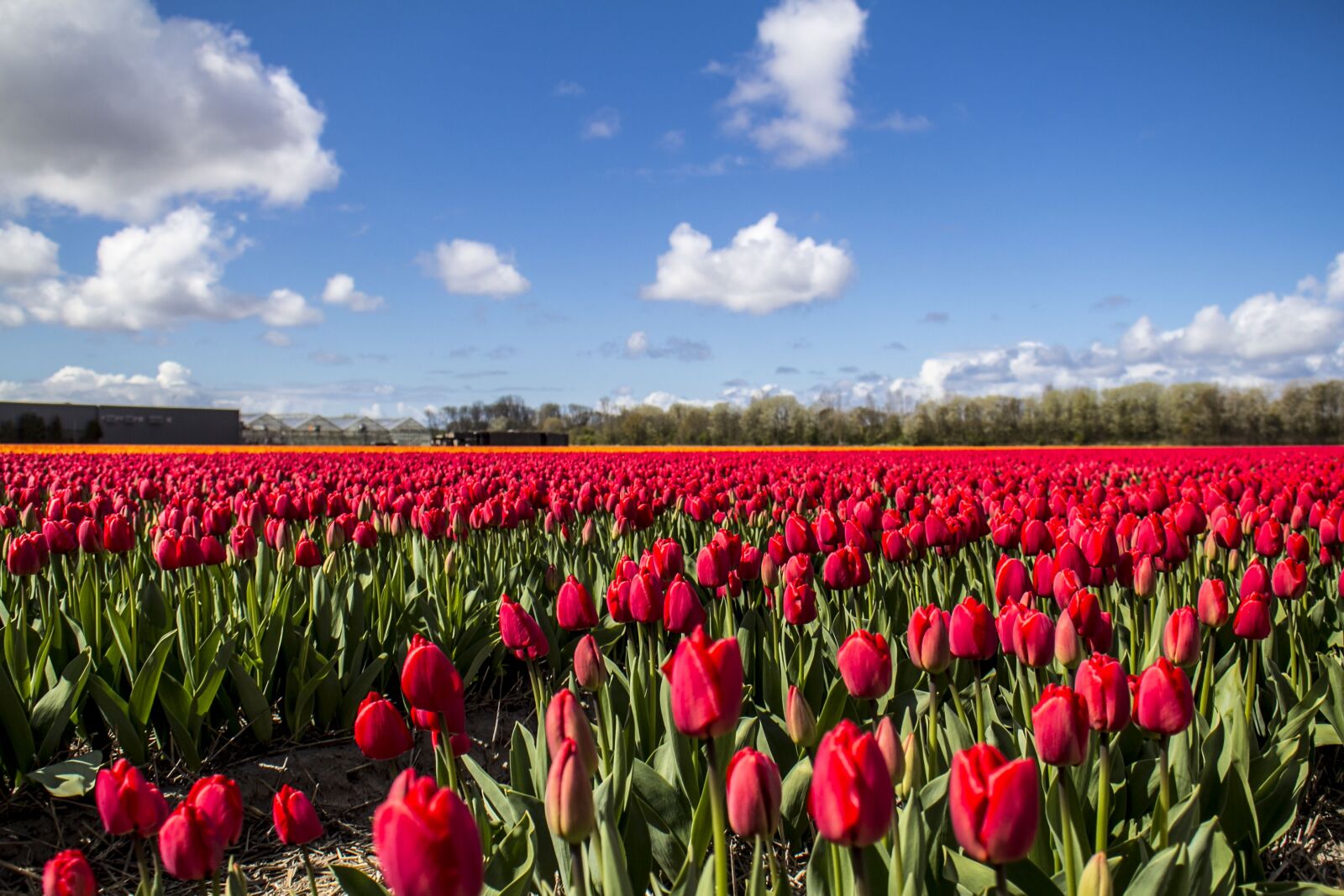 Canon EOS 60D sample photo. Red field, tulips, netherlands photography