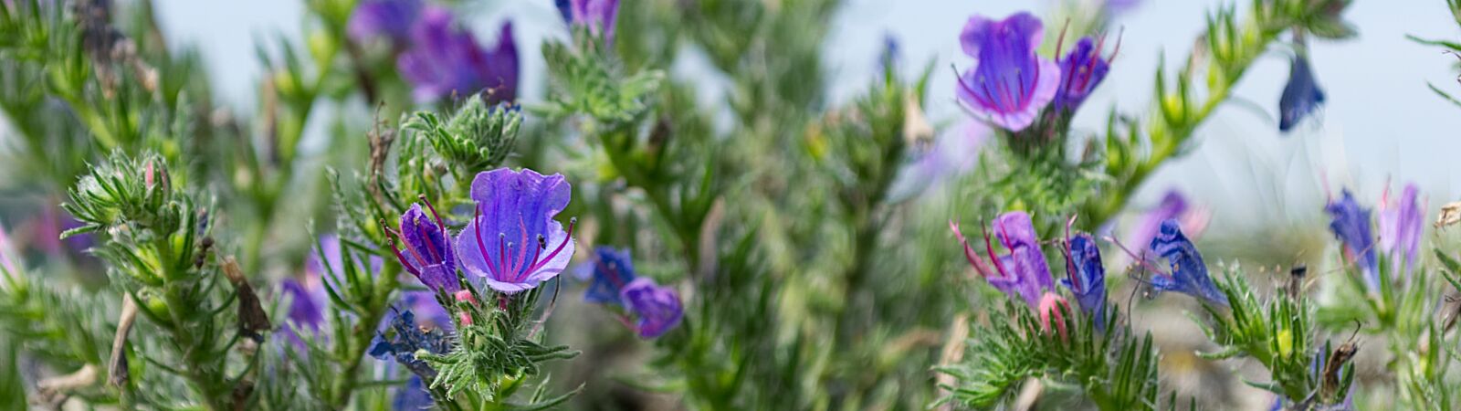 Nikon D3100 sample photo. Flower, blue, violet photography