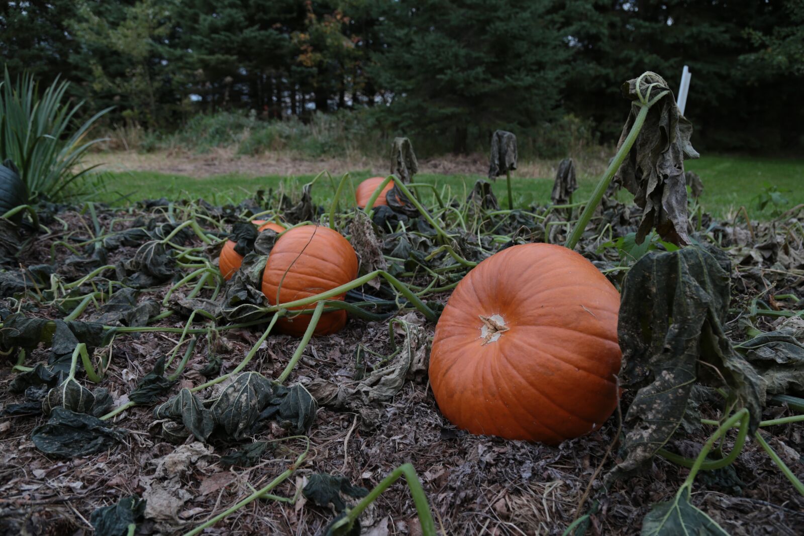 Canon EOS 6D + Canon EF 24-105mm F4L IS USM sample photo. Pumpkin, patch, autumn photography