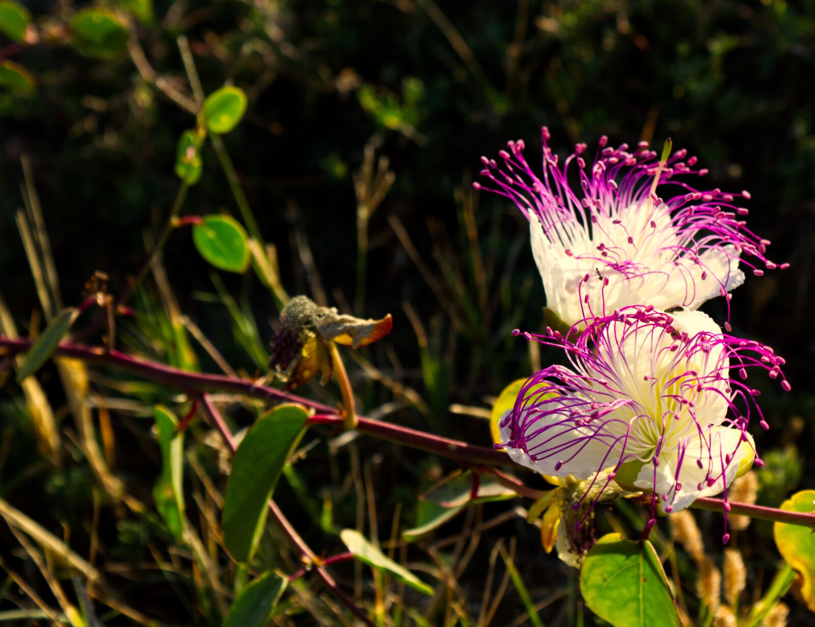 Canon EOS 1300D (EOS Rebel T6 / EOS Kiss X80) sample photo. Flowers, purple, petals photography