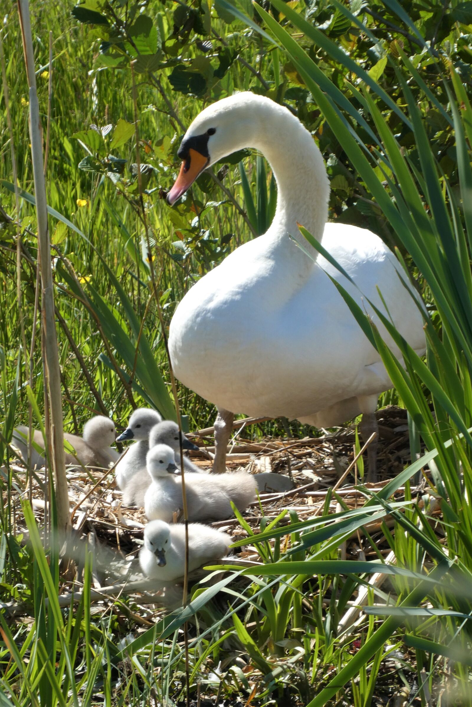 Panasonic Lumix DC-ZS70 (Lumix DC-TZ90) sample photo. Swan with chicks, swan photography
