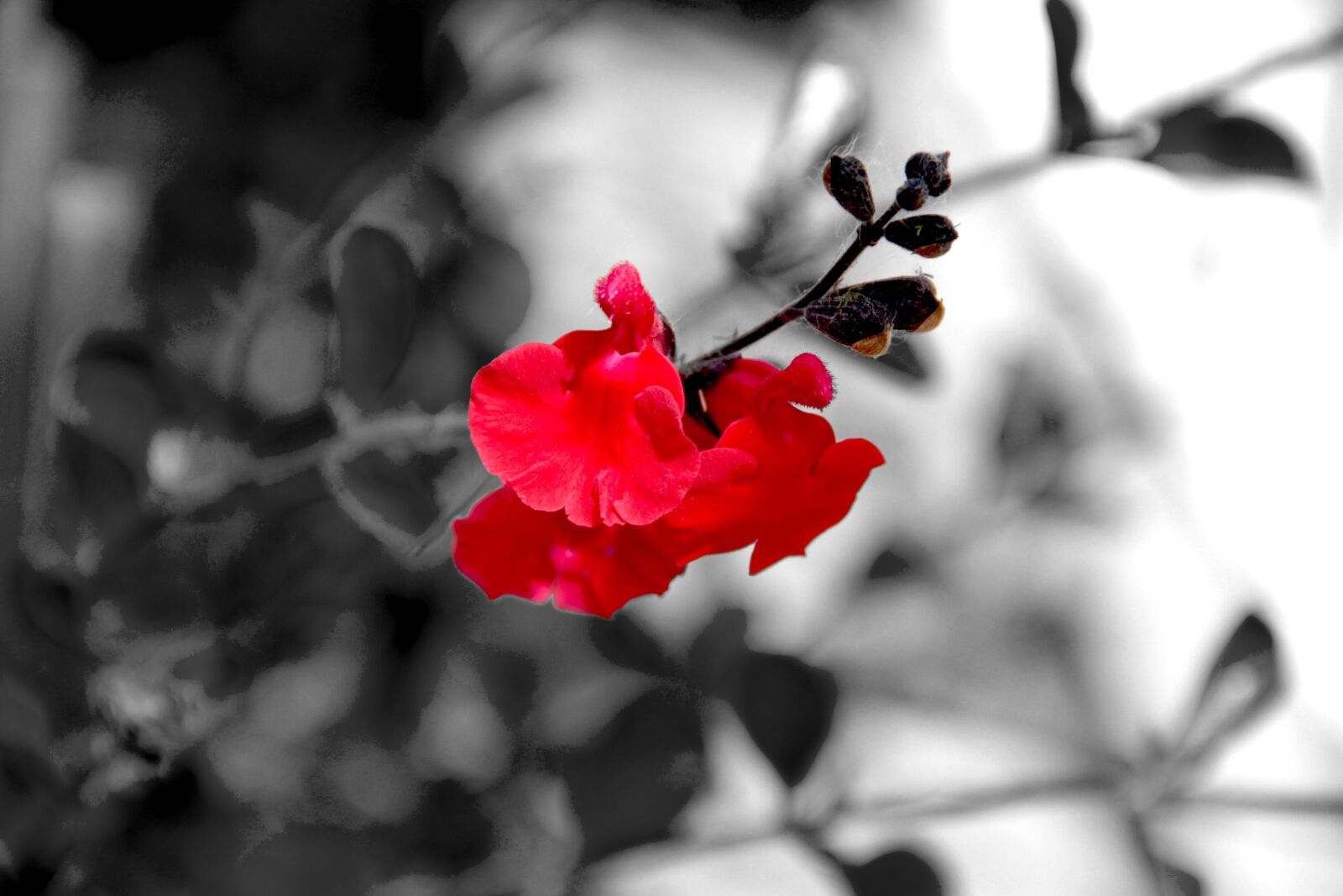 Canon EOS 7D sample photo. Flower, rod, nature photography