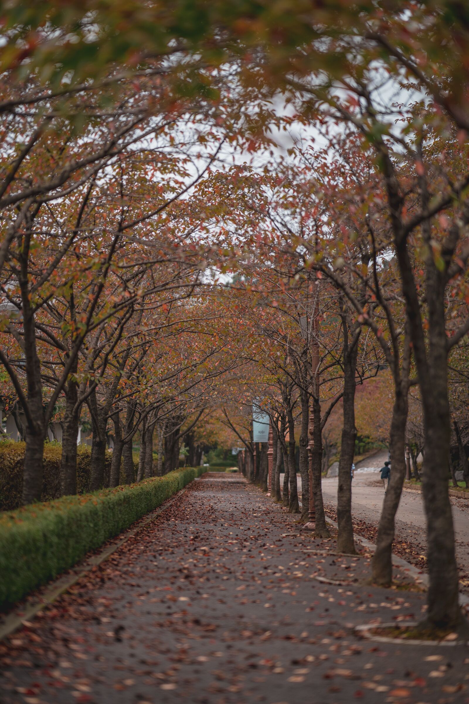 Sony FE 85mm F1.4 GM sample photo. Sidewalk, trees, autumn photography