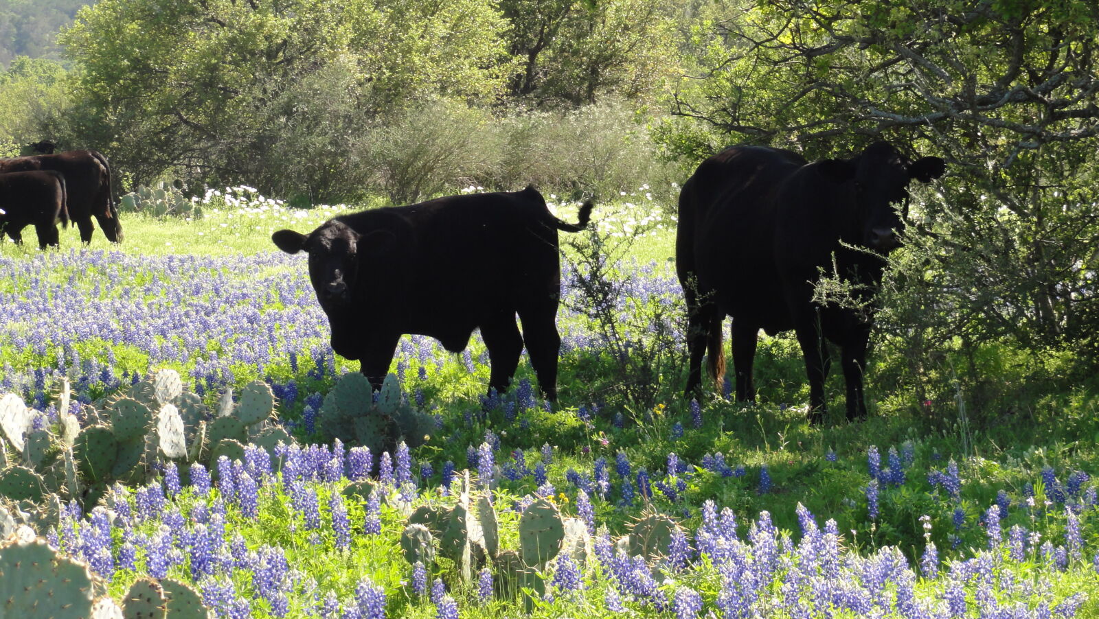 Sony DSC-HX5V sample photo. Bluebonnets, cattle, flowers, spring photography