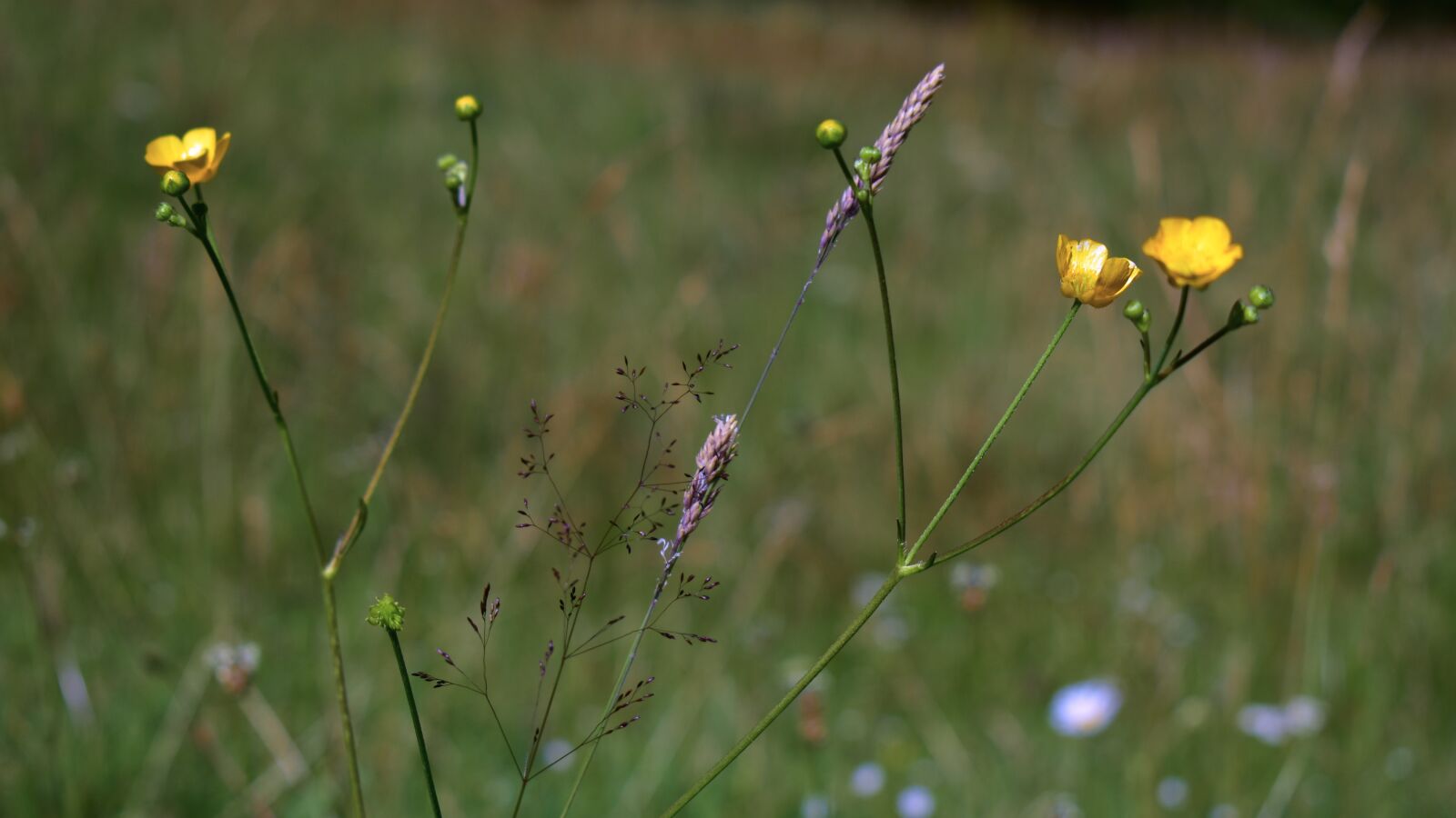 Nikon D3500 sample photo. Wild flowers, flower, green photography