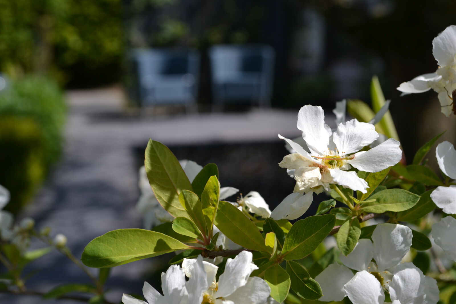 Nikon D3100 sample photo. Blossom, chill, flowers, mevrouw photography