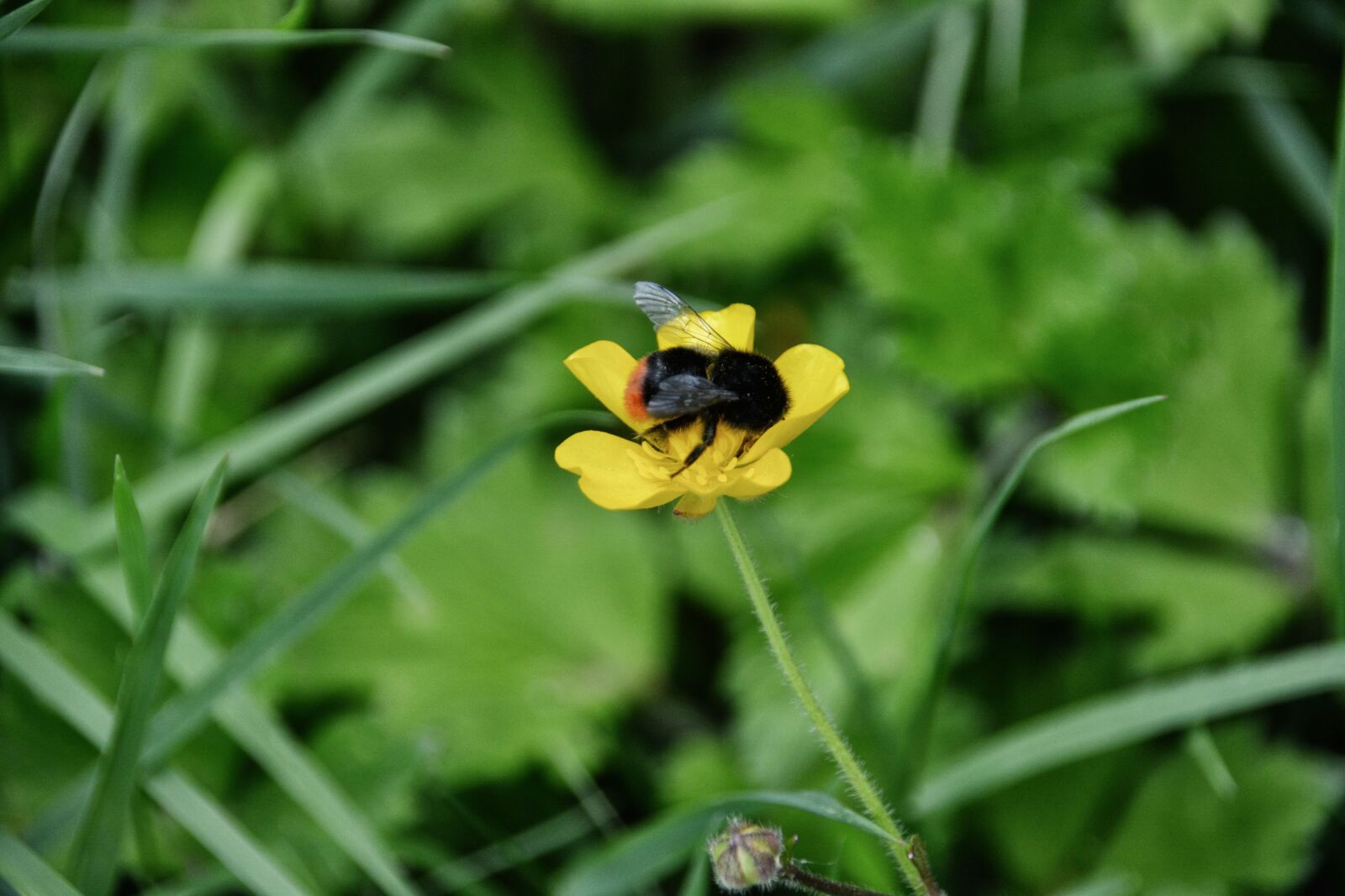 Nikon D5200 sample photo. Bourdon, butinage, campagne, champs photography