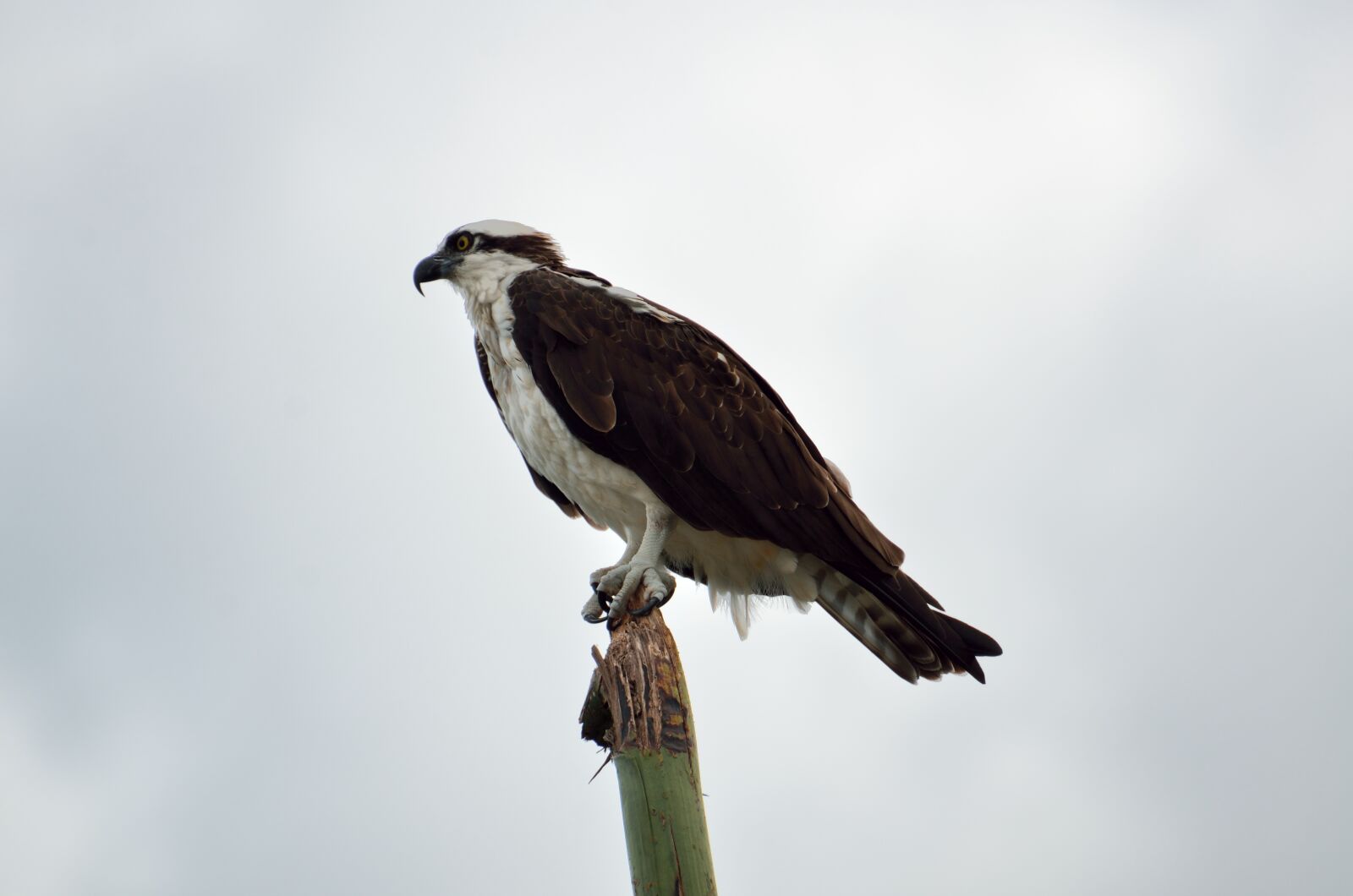 Nikon D7000 sample photo. Osprey, bird, wildlife photography
