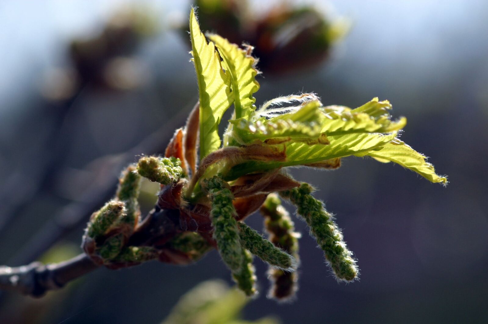 Canon EOS D60 sample photo. Takeshi, bud, nature photography
