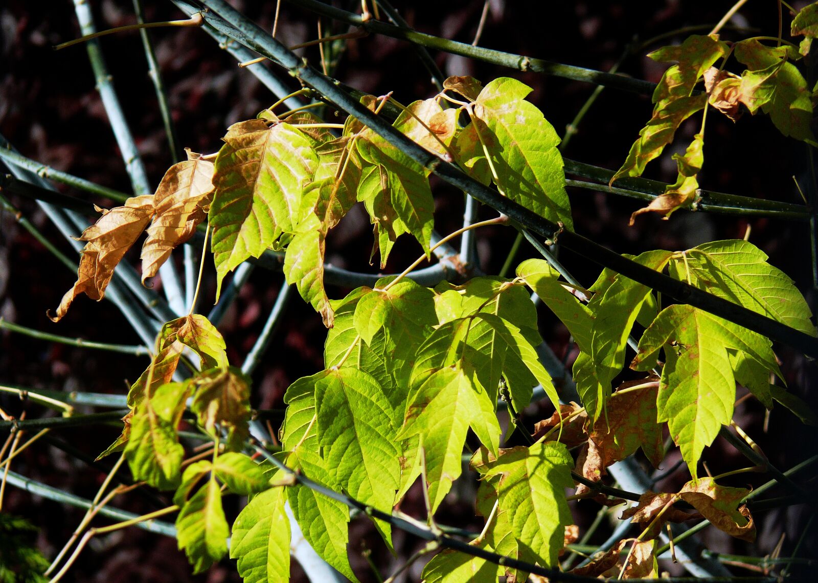 Leica V-LUX 1 sample photo. Autumn, autumn leaf, fall photography