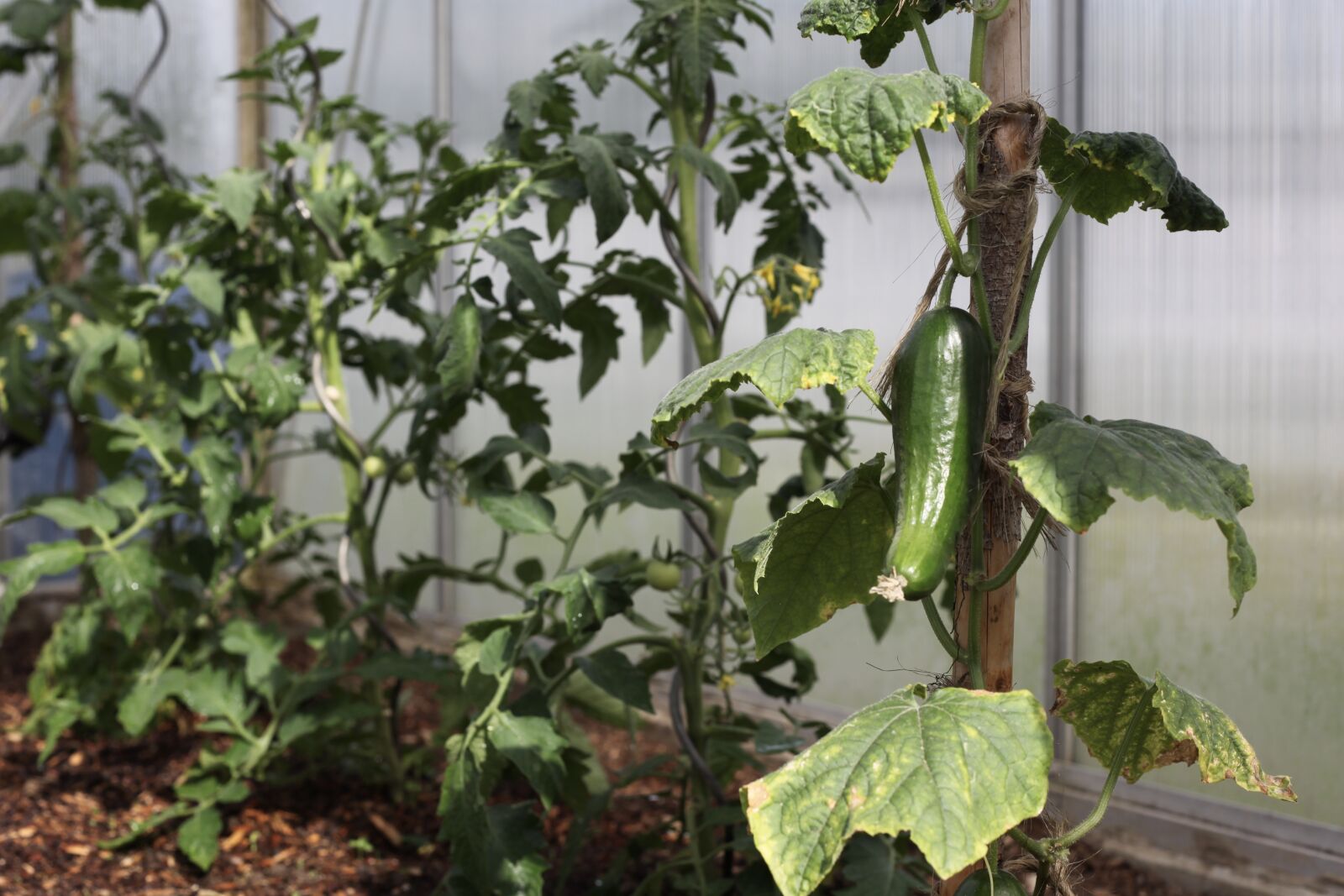 Canon EOS 5D Mark II sample photo. Cucumber, vegetables, vegetable patch photography