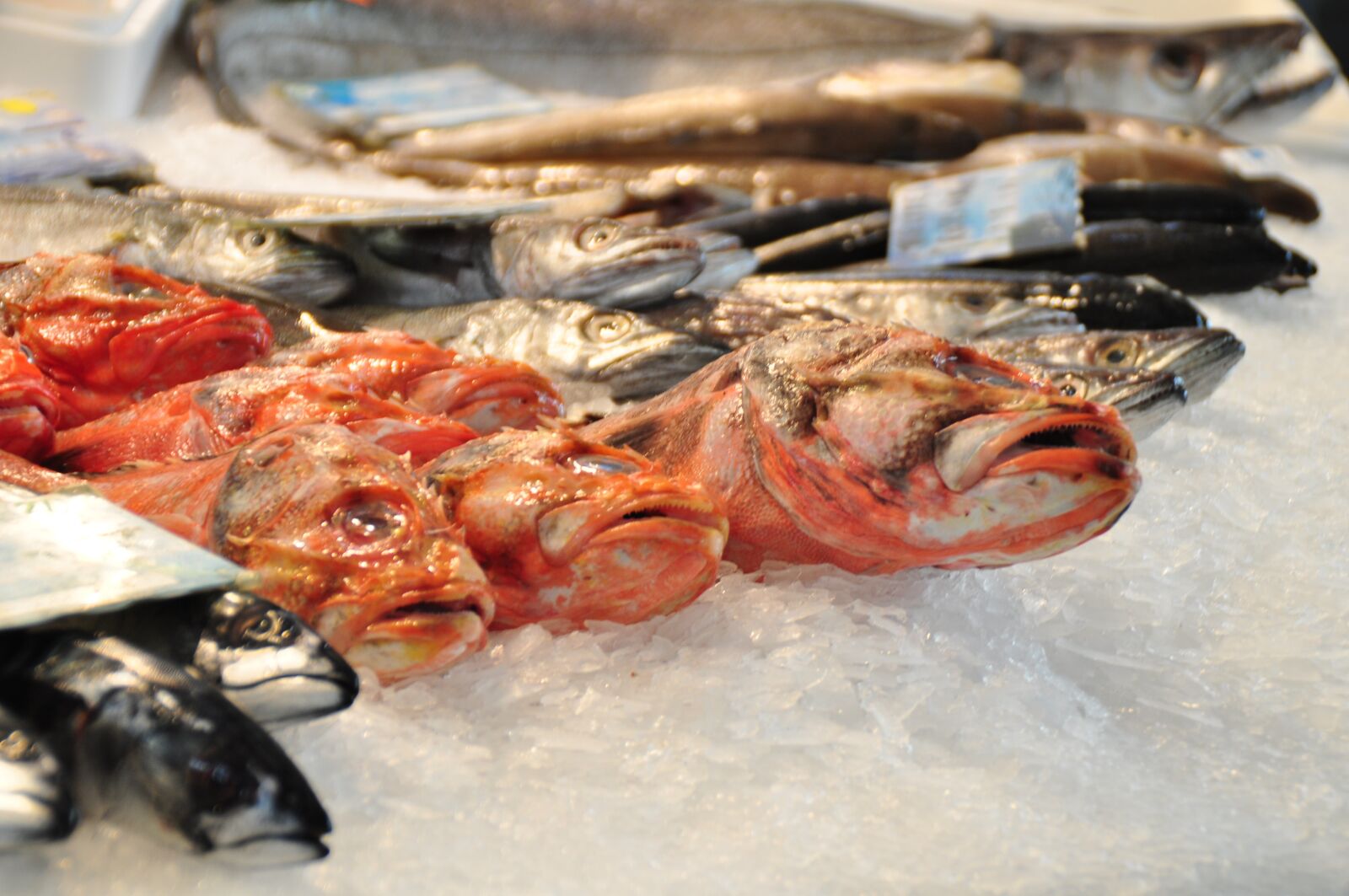 Nikon D5000 sample photo. Fish market, fish, fresh photography