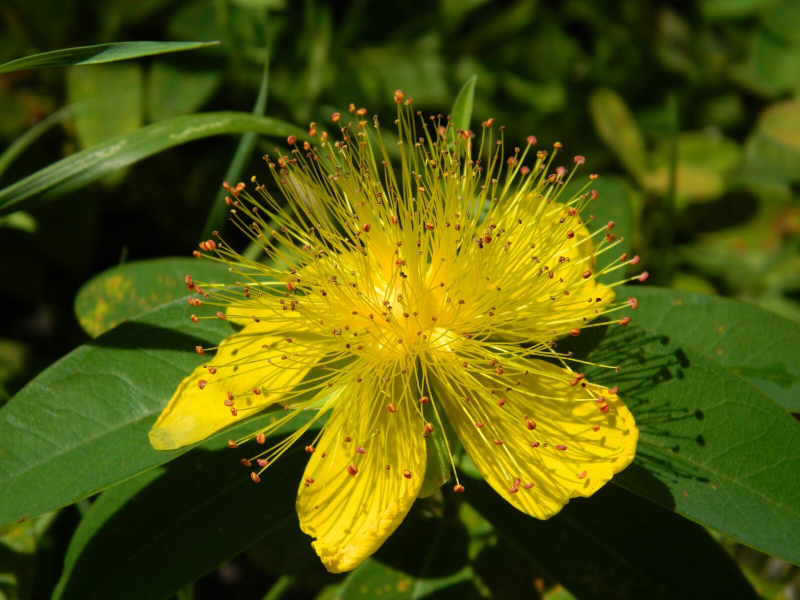Nikon COOLPIX L310 sample photo. Tutsan, yellow, closeup photography