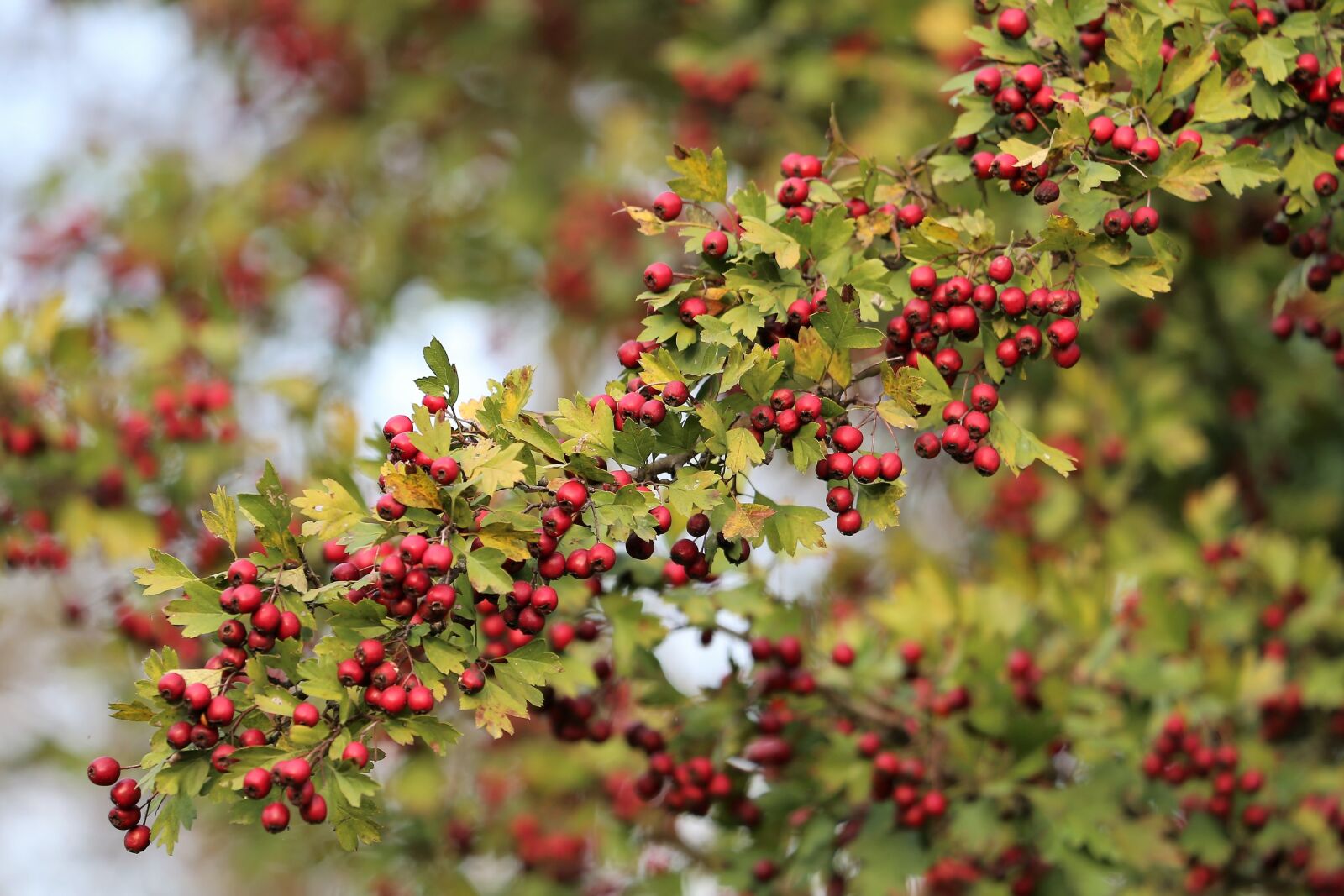 Canon EF 70-300 F4-5.6 IS II USM sample photo. Hawthorn, berries, tree photography