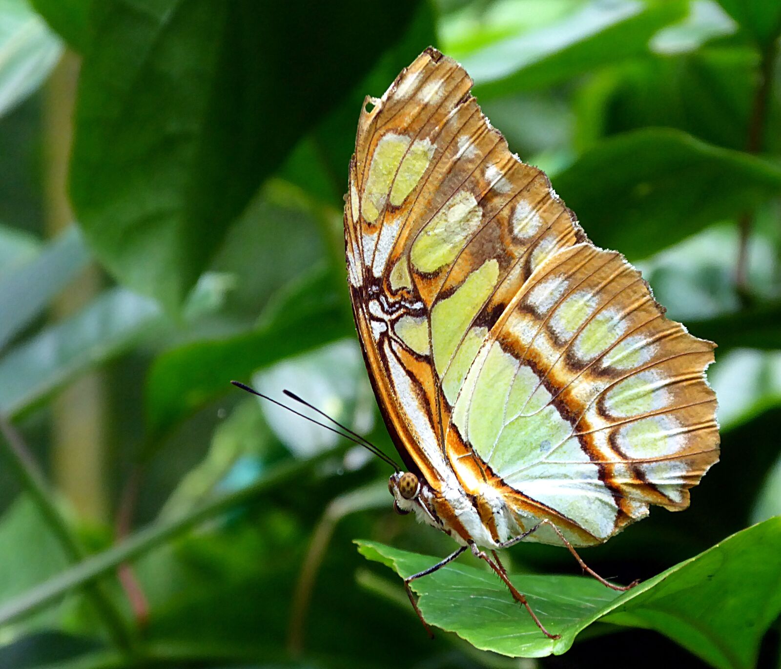 Panasonic Lumix DMC-ZS50 (Lumix DMC-TZ70) sample photo. Butterfly, lepidoptera, costa rica photography