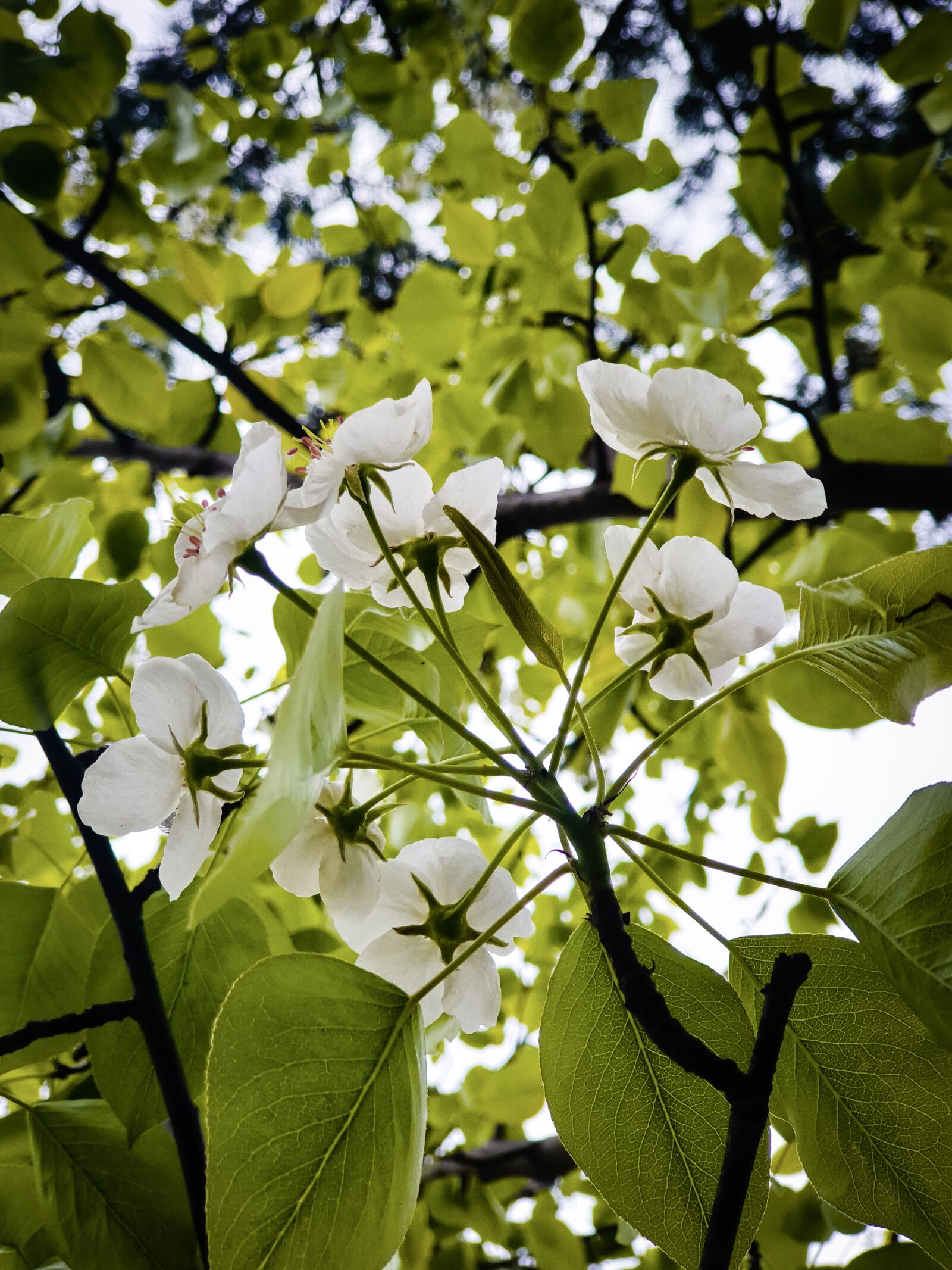 Samsung SM-G965F sample photo. Flowers, white flowers, leaves photography
