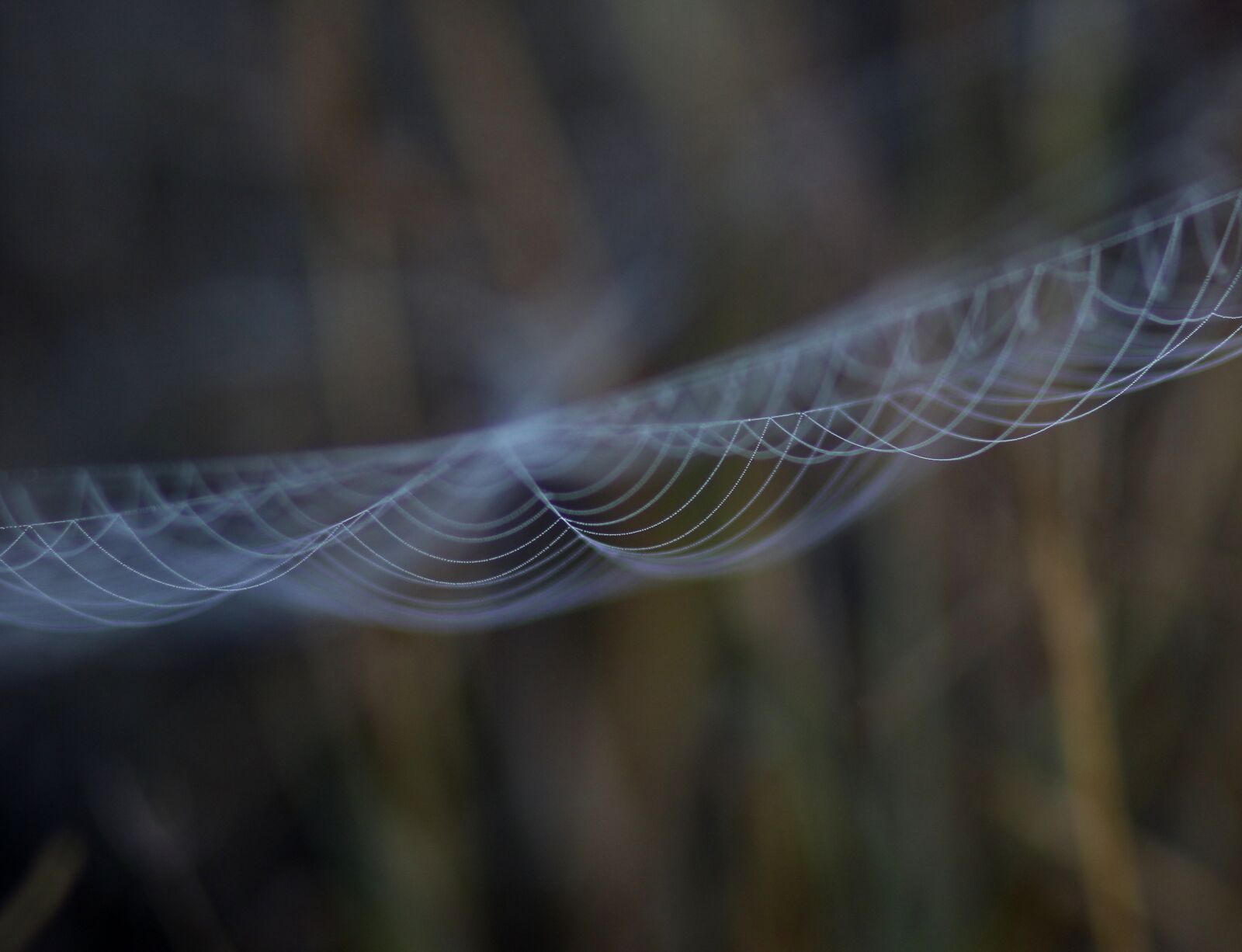 Canon EF 85mm F1.8 USM sample photo. Spider web, drops, dew photography