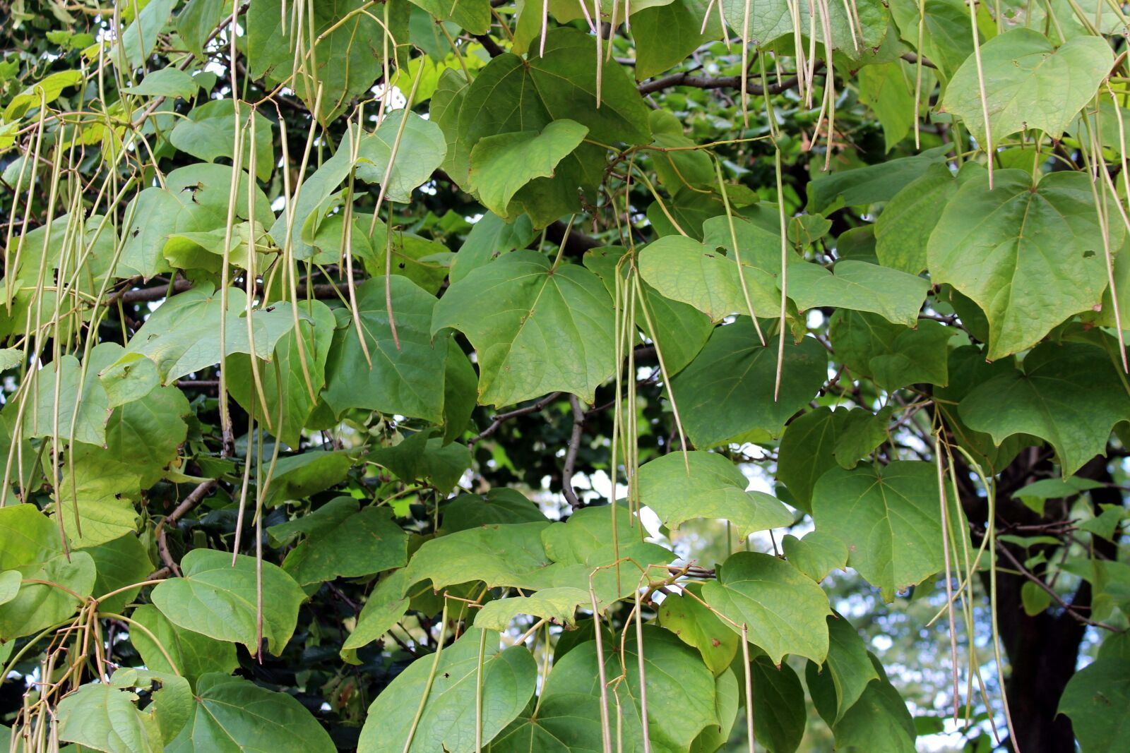 Canon EOS 1200D (EOS Rebel T5 / EOS Kiss X70 / EOS Hi) sample photo. Tree, surmia, katalpa photography